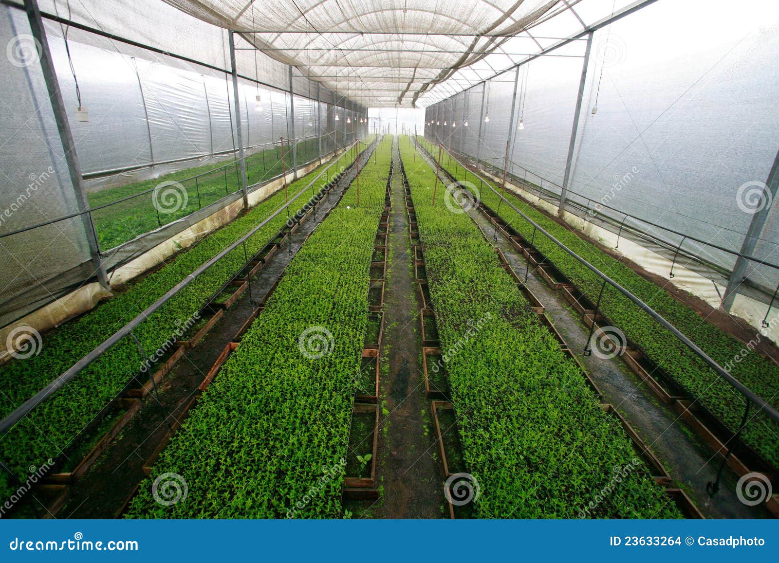 stevia in greenhouse