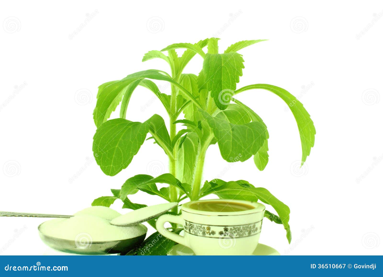 Stevia herb and powder stock image. Image of green, food 36510667