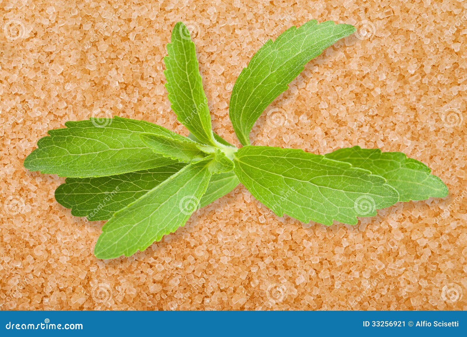 Stevia leaves stock image. Image of leaf, herb, leaves 33256921