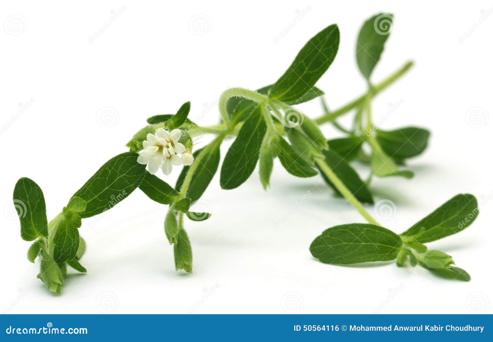 Stevia leaves with flower stock photo. Image of closeup 50564116