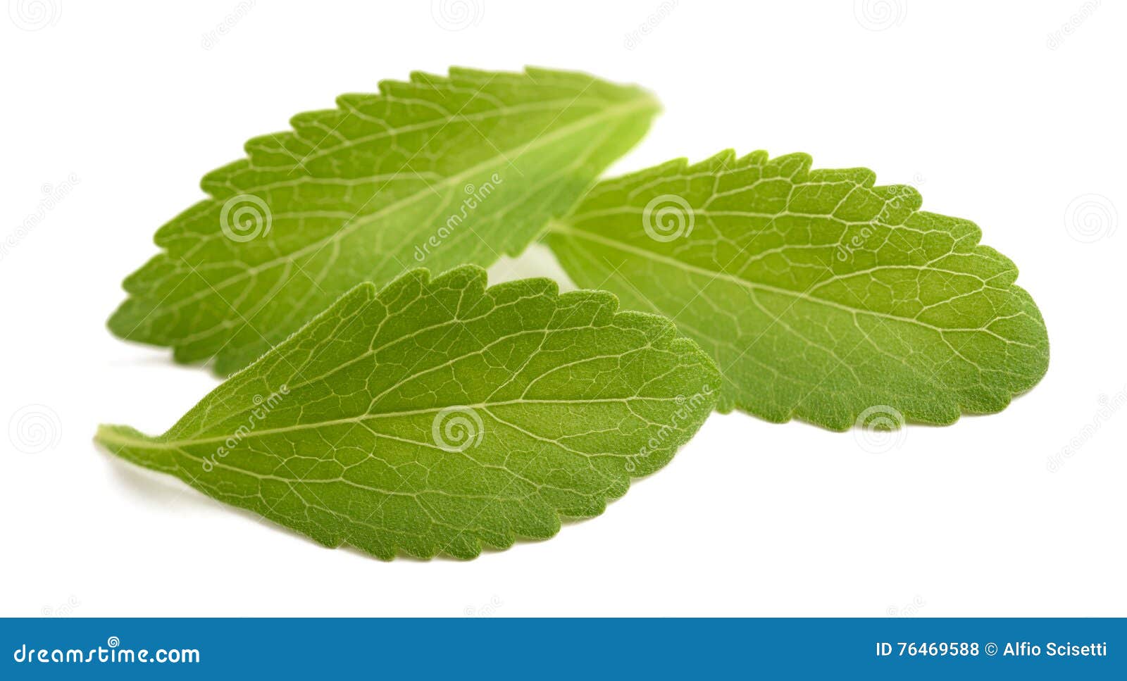 Stevia leaves stock photo. Image of isolated, medicinal 76469588