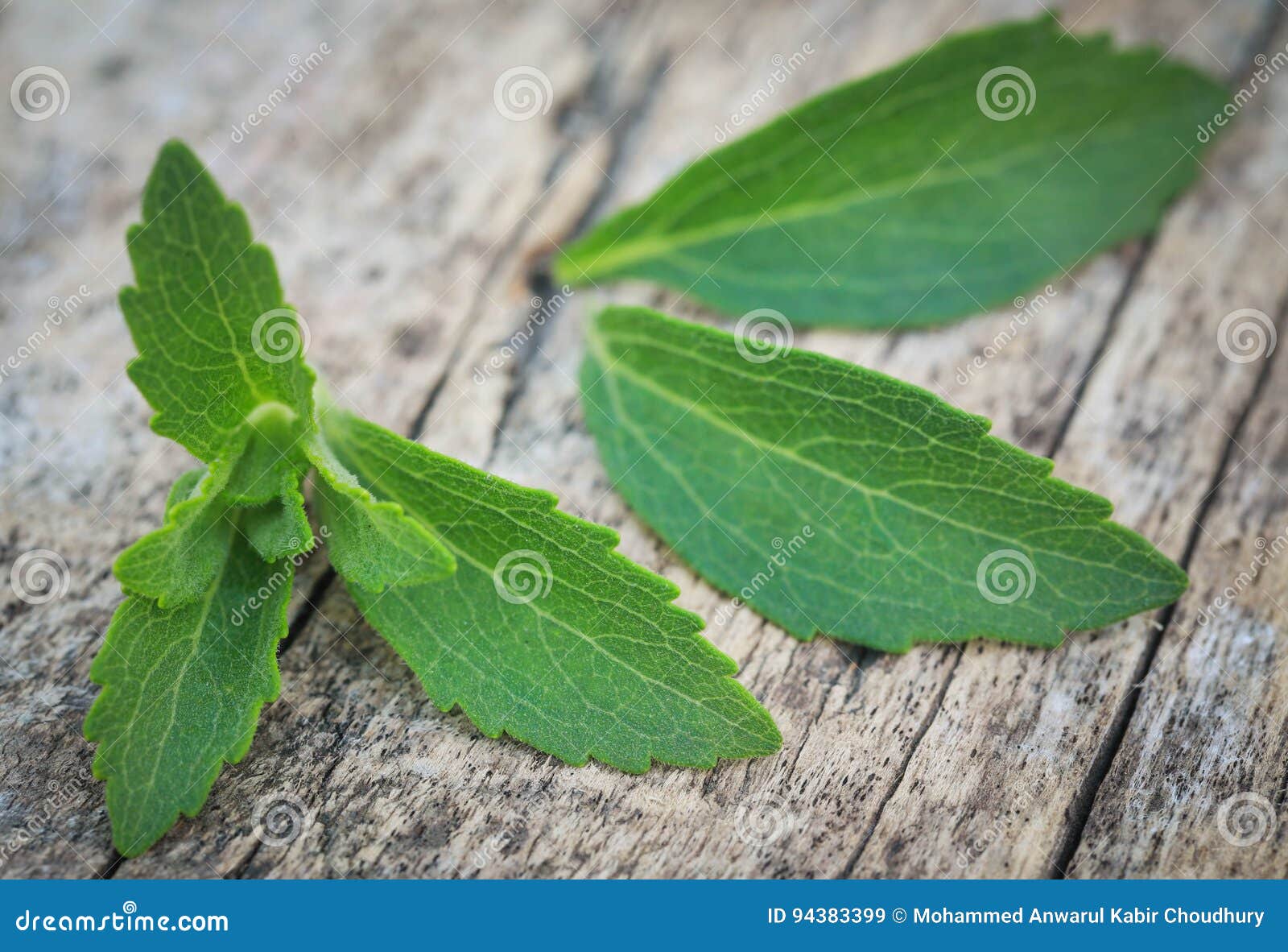 Stevia leaves stock image. Image of rebaudiana, health 94383399
