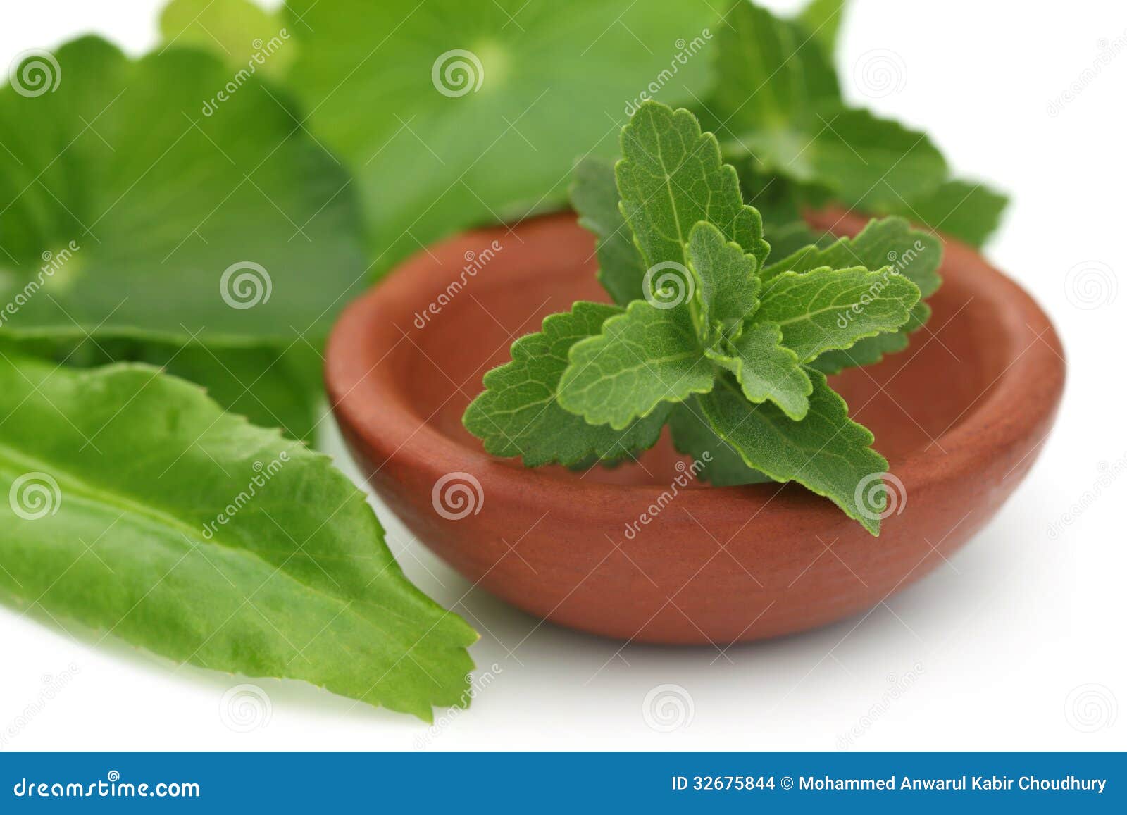 Stevia with Other Medicinal Herbs Stock Photo Image of coriander