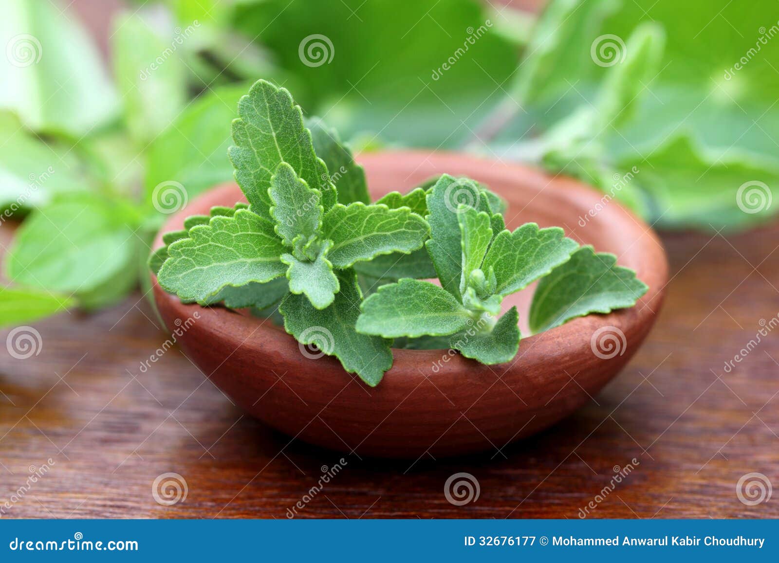 Stevia with Other Medicinal Herbs Stock Image Image of green