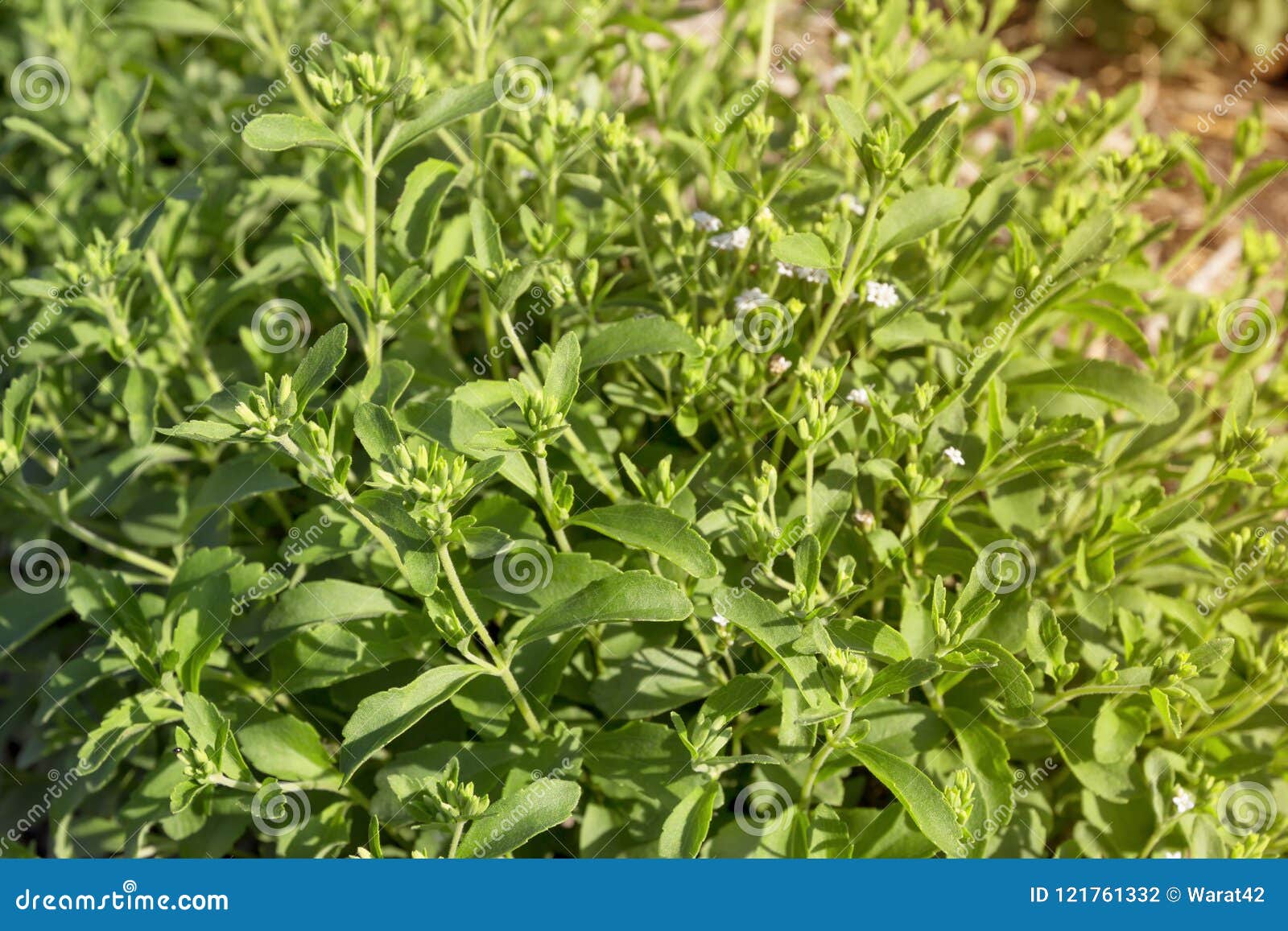 Stevia Plant with Evening Sunlight Stock Photo Image of nature