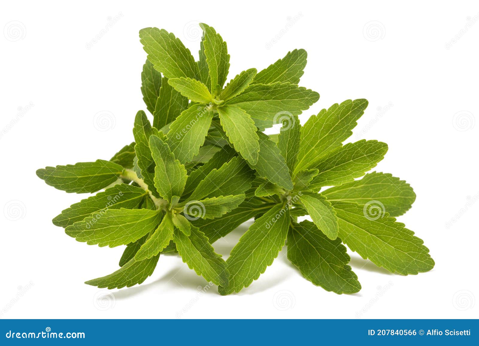 stevia plant