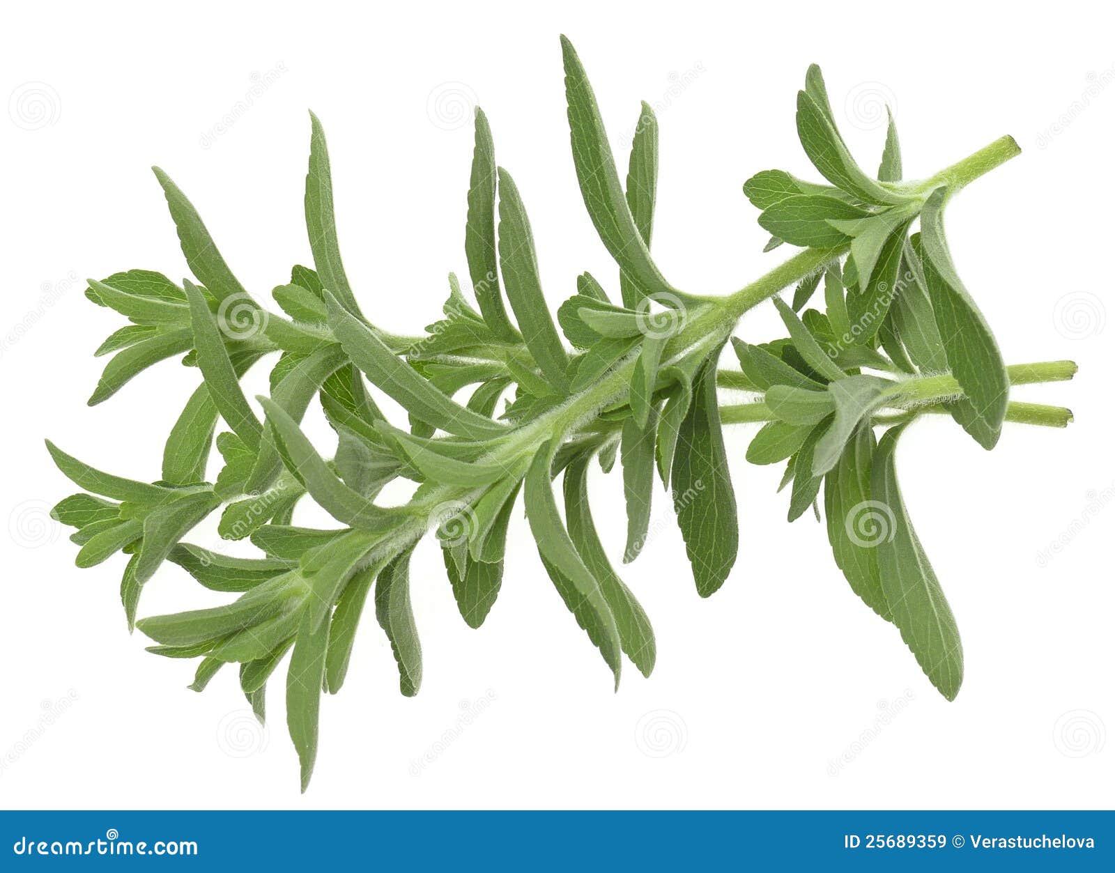 Stevia rebaudiana isolated stock image. Image of greenery 25689359