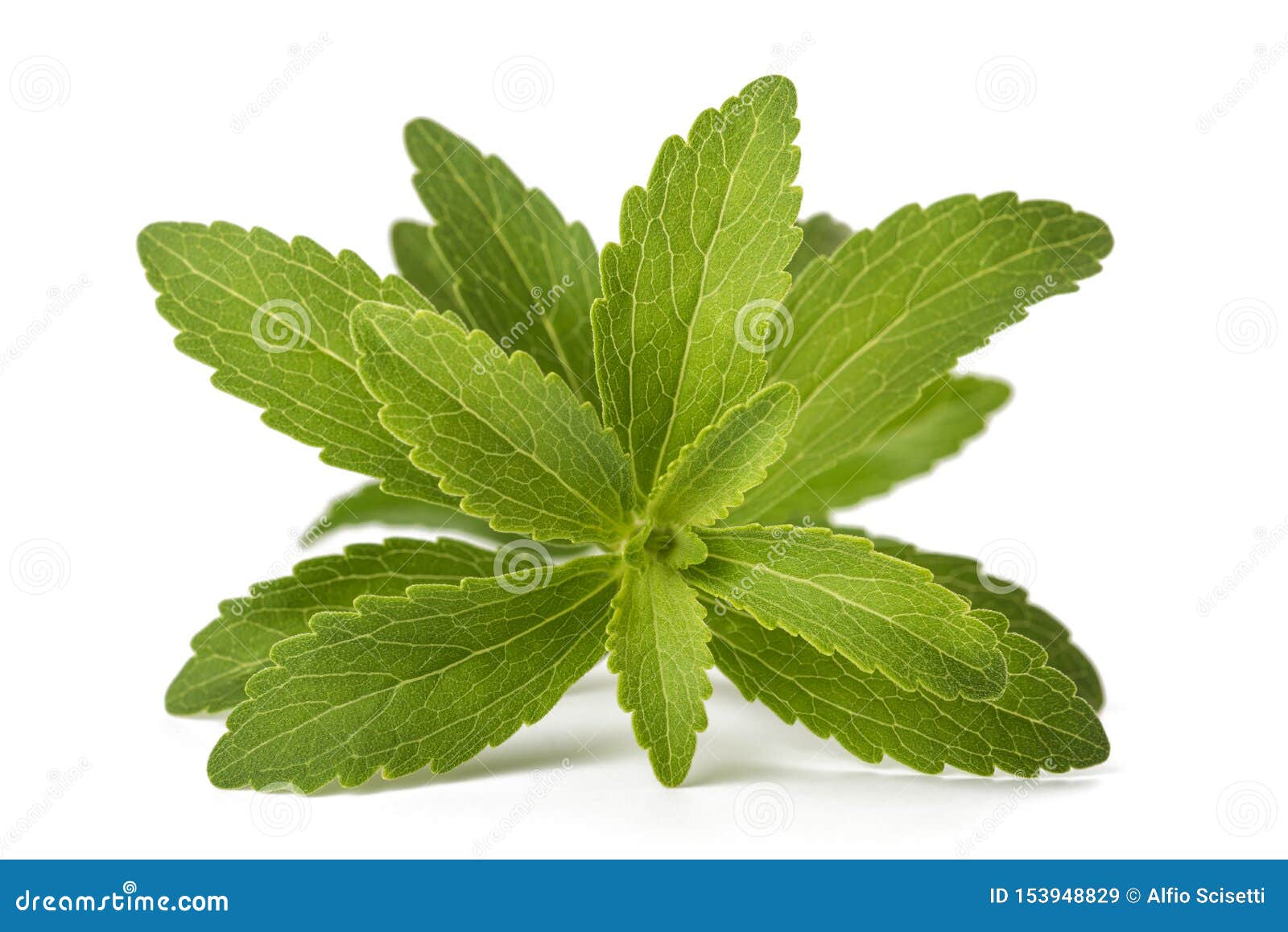 Stevia rebaudiana stock image. Image of diet, lose, background 153948829