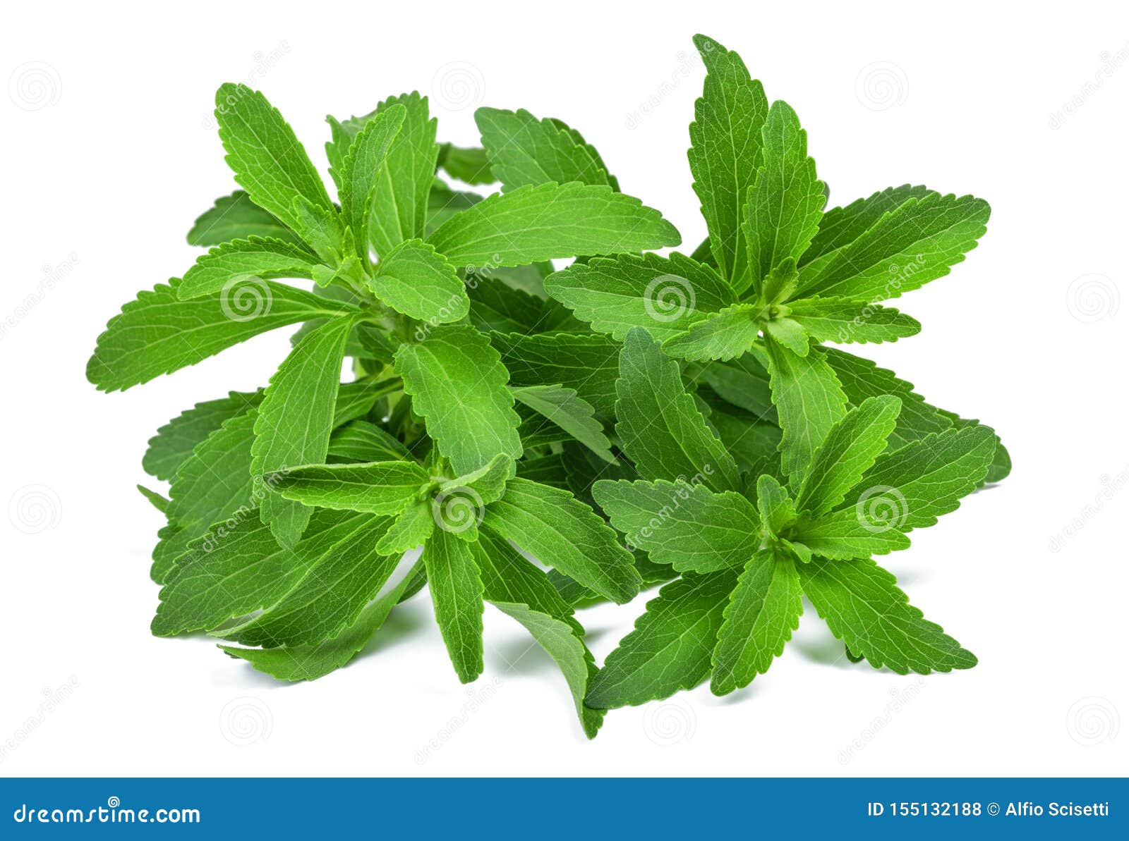 Stevia rebaudiana stock photo. Image of background, plants 155132188