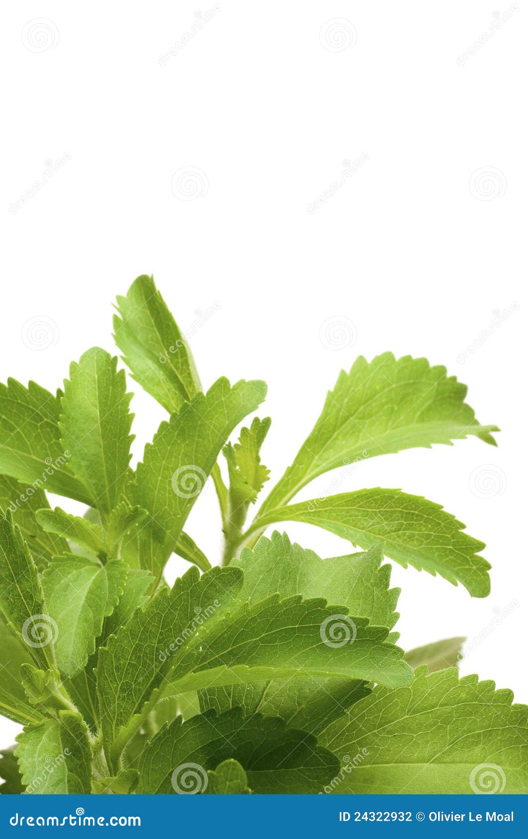 Stevia rebaudiana leaves stock photo. Image of nutrition 24322932