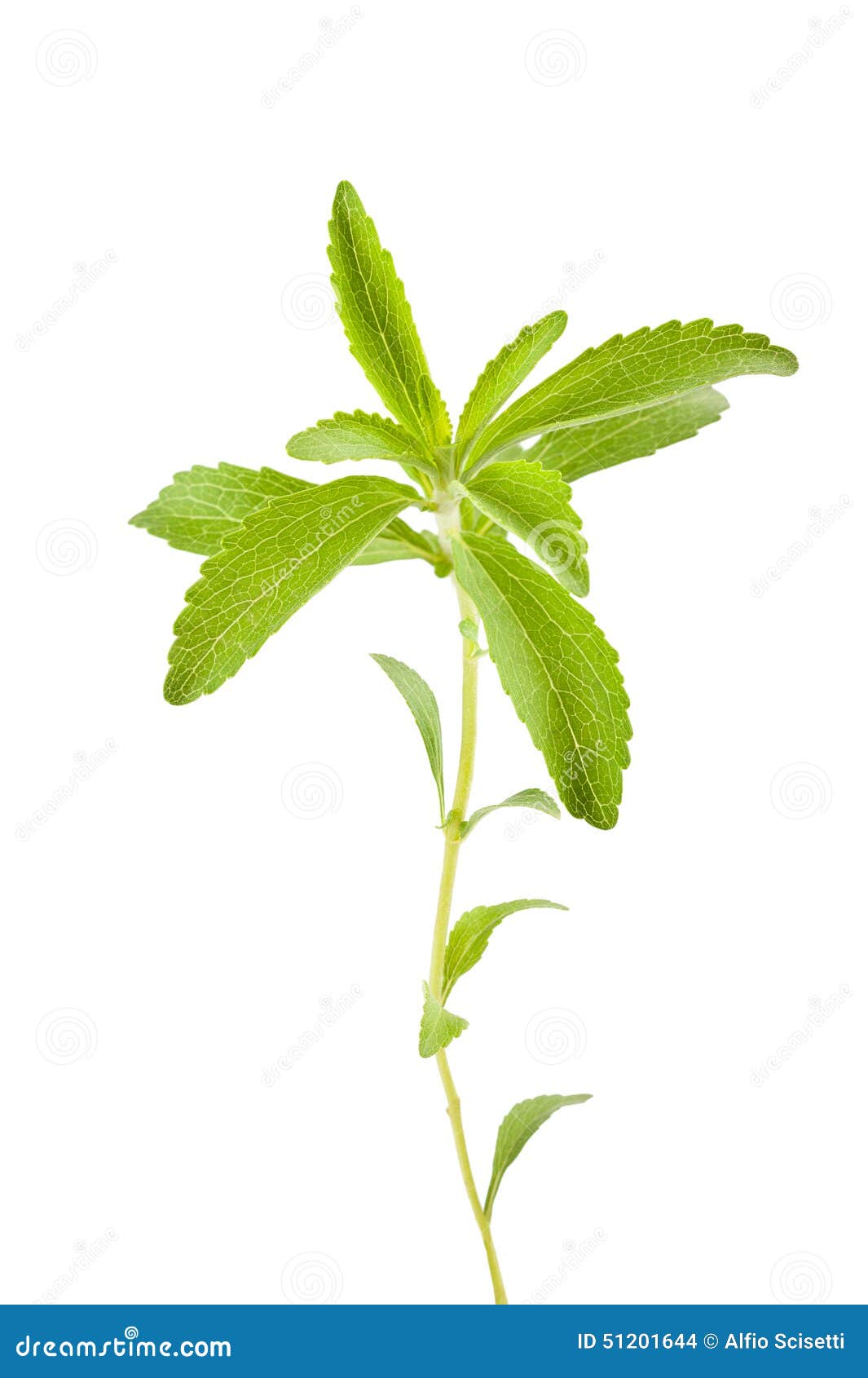 Stevia rebaudiana stock photo. Image of lose, diabetes 51201644