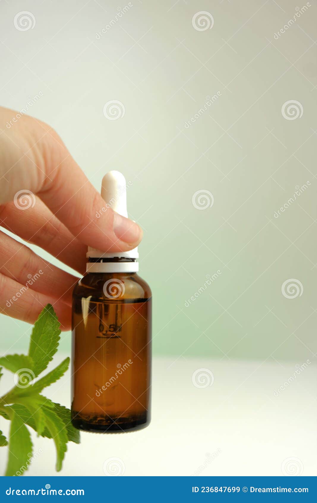 Stevia Rebaudiana. Liquid Stevia Extract in Glass Bottle and Pipette in Hand, Fresh Stevia Sprig