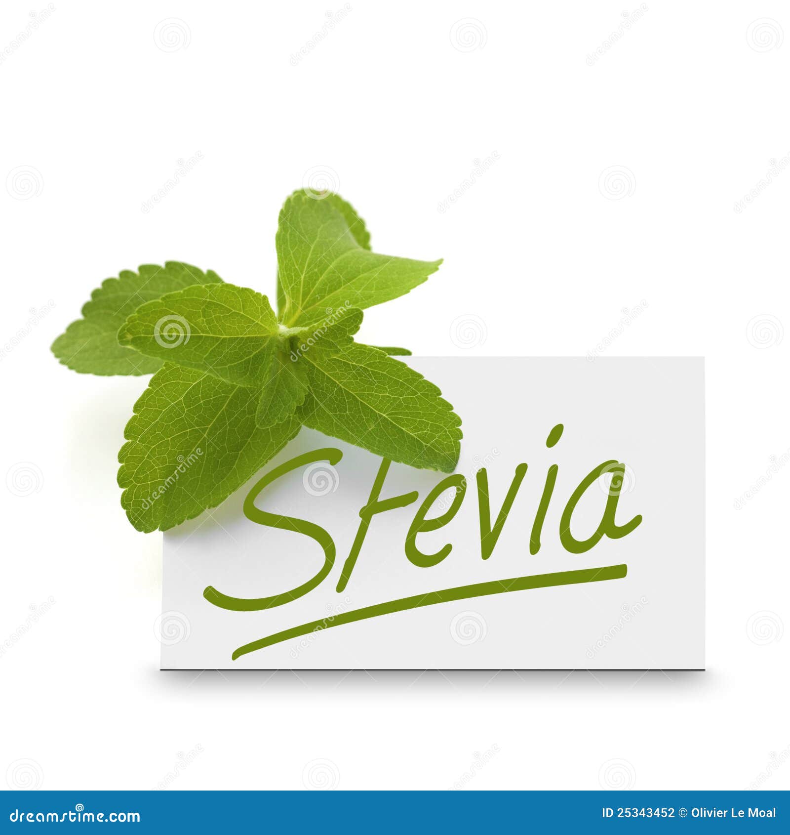 sugar for stevia word stevia is of stevia written where the card it over rebaudiana a sugar for stevia word stevia is of stevia written where the card it over rebaudiana a