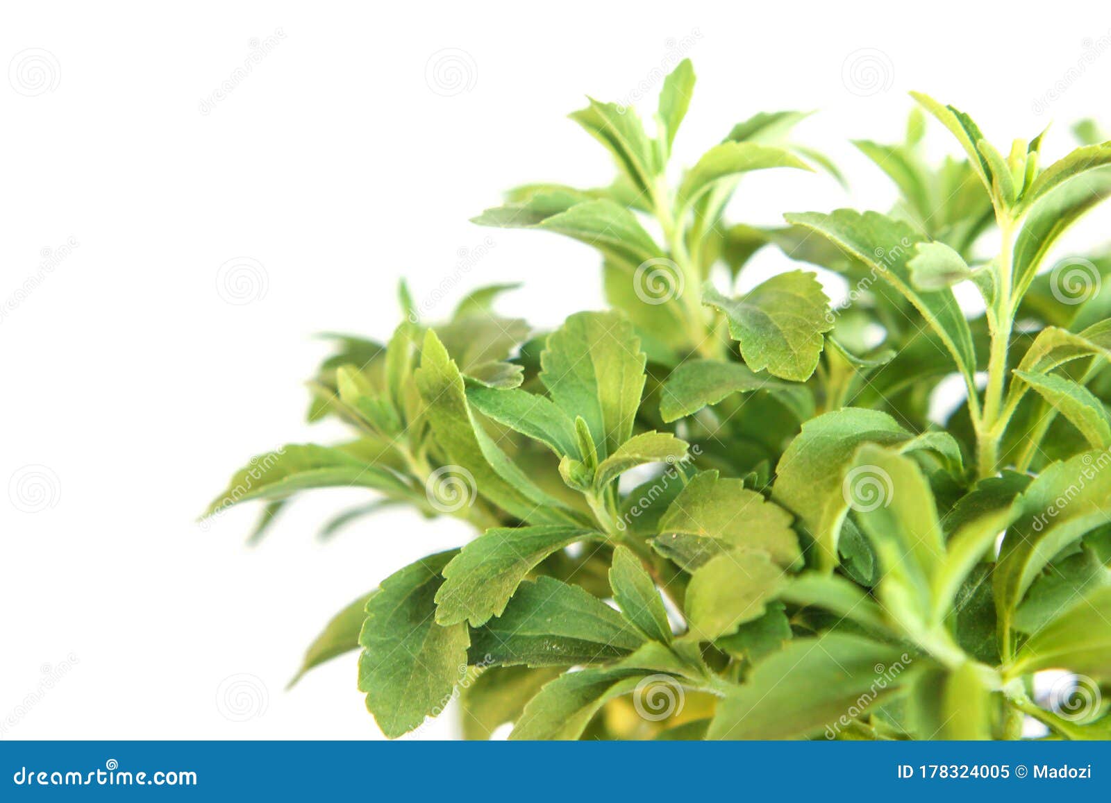 Stevia Rebaudiana Plant Isolated on White Background Stock Image