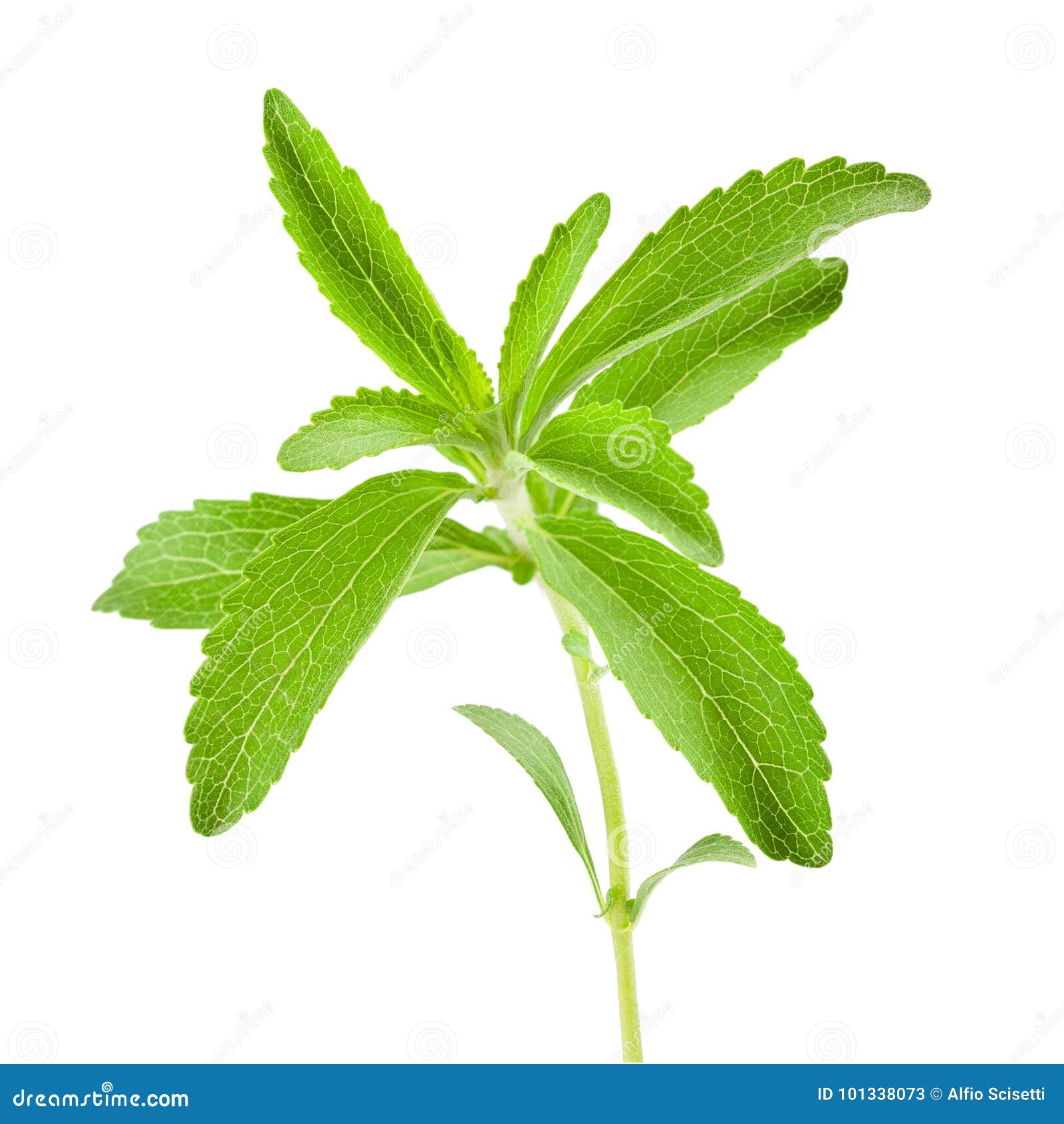 stevia rebaudiana sprig