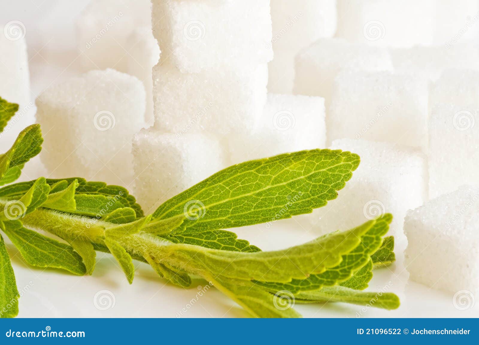 Stevia Rebaudiana, Support for Sugar Stock Photo Image of herbal