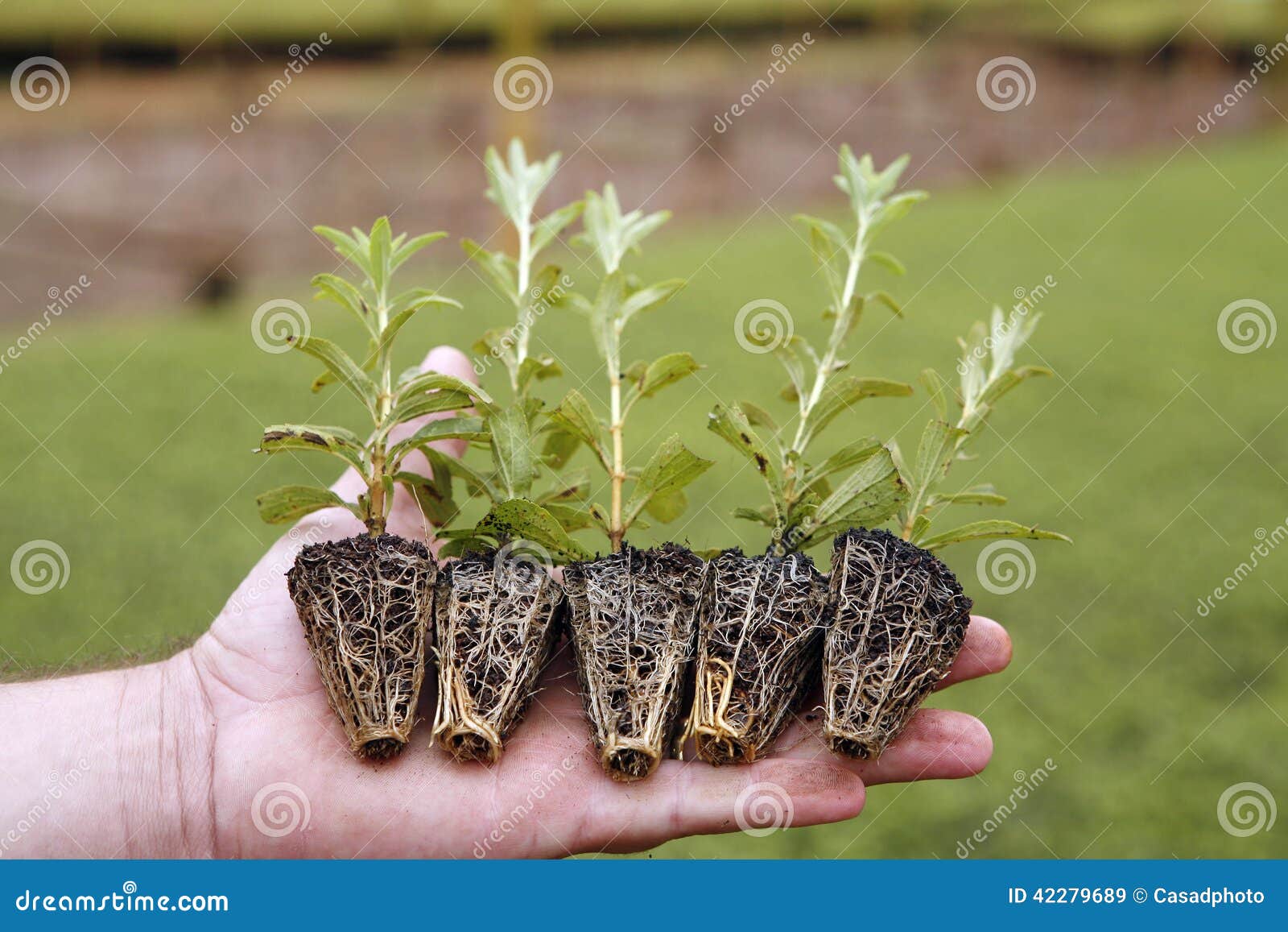 Stevia stock image. Image of natural, diet, calorie, medical 42279689