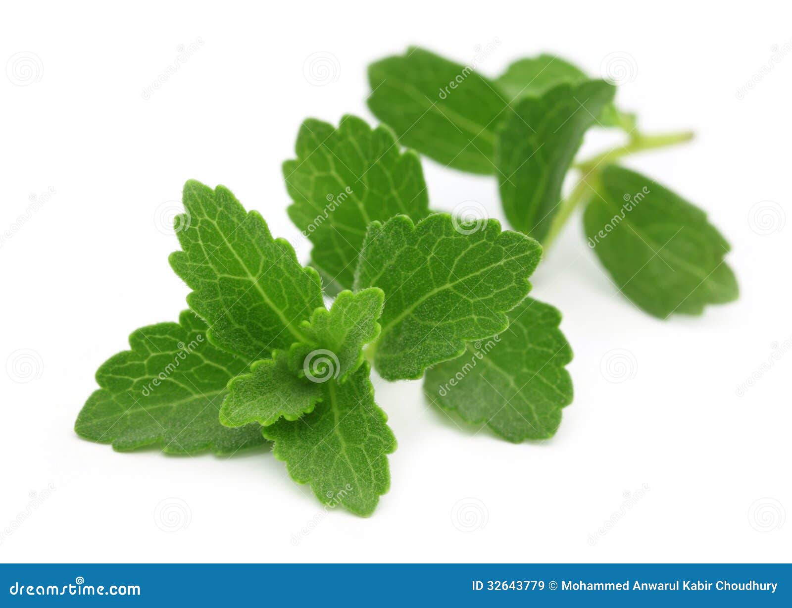 stevia Ã¢â¬â a substitute of sugar