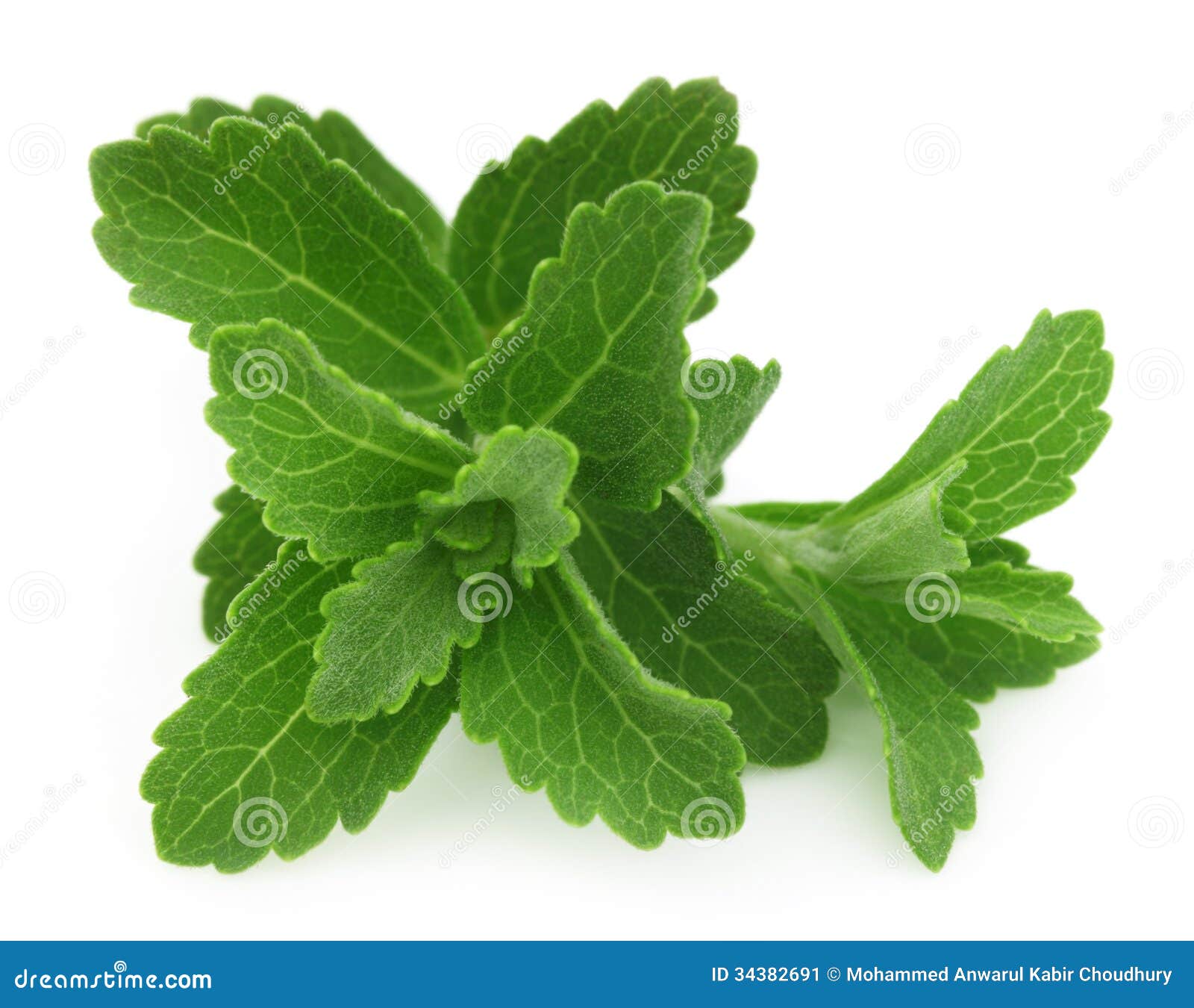 Stevia stock image. Image of detail, medicinal, nature 34382691