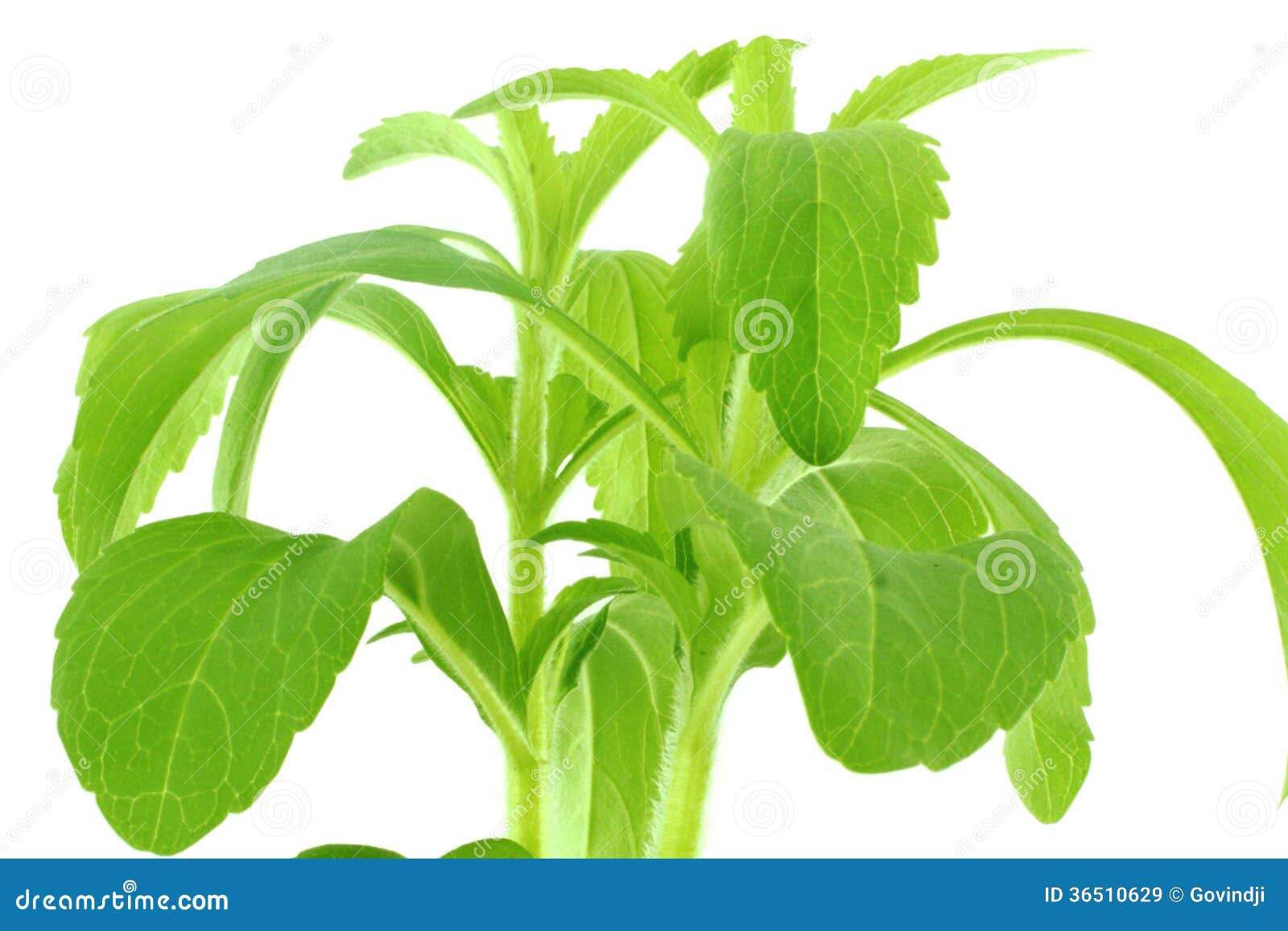 Stevia Sugar Substitute Herb Stock Image Image of ayurveda, healing