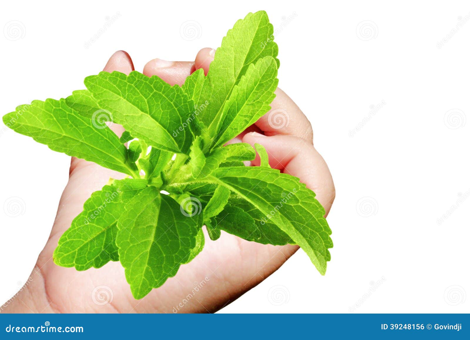 stevia sugar substitute herb in hand