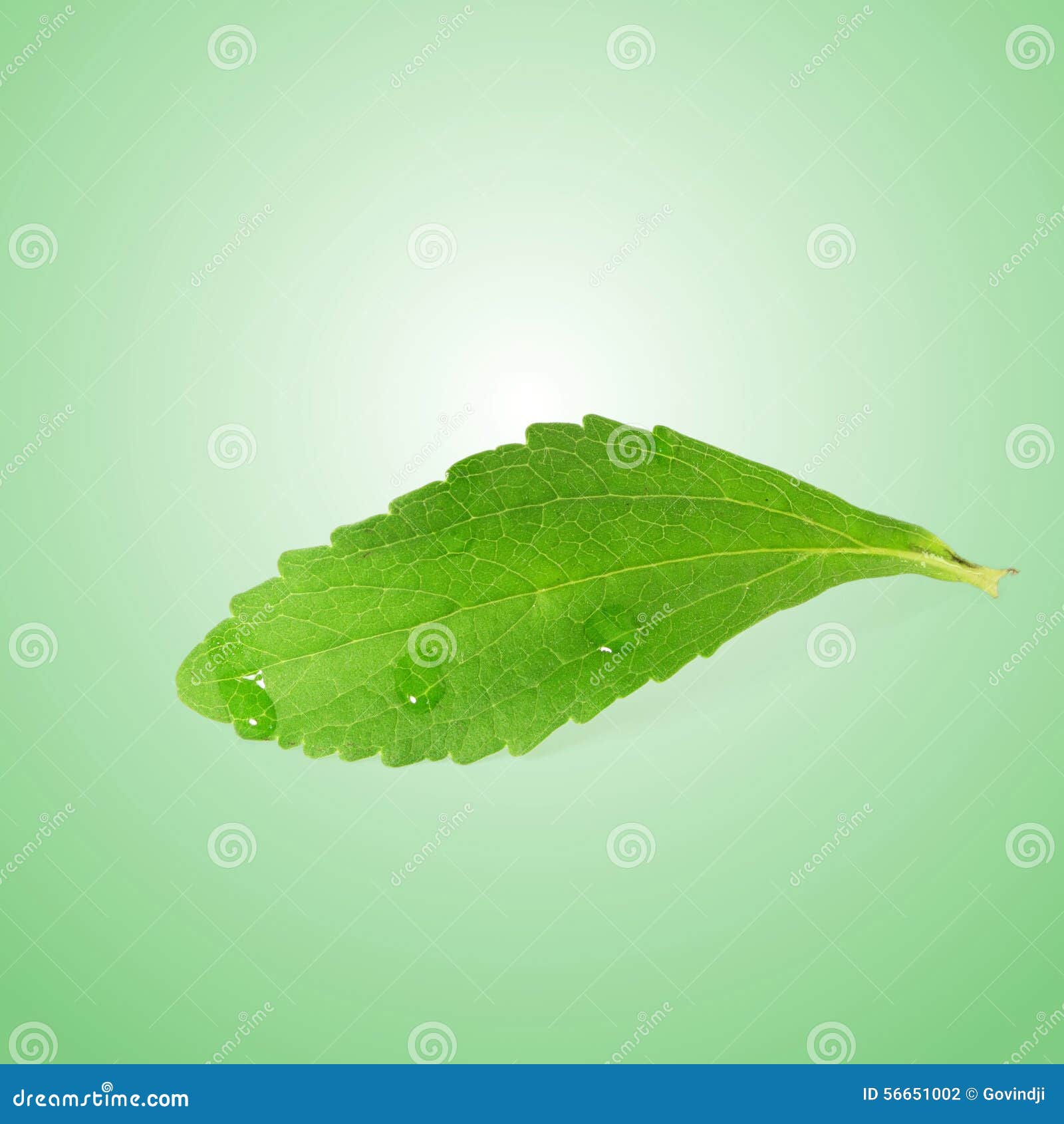 Stevia Sugar Substitute Herbs Leaves in Green Background Stock Photo