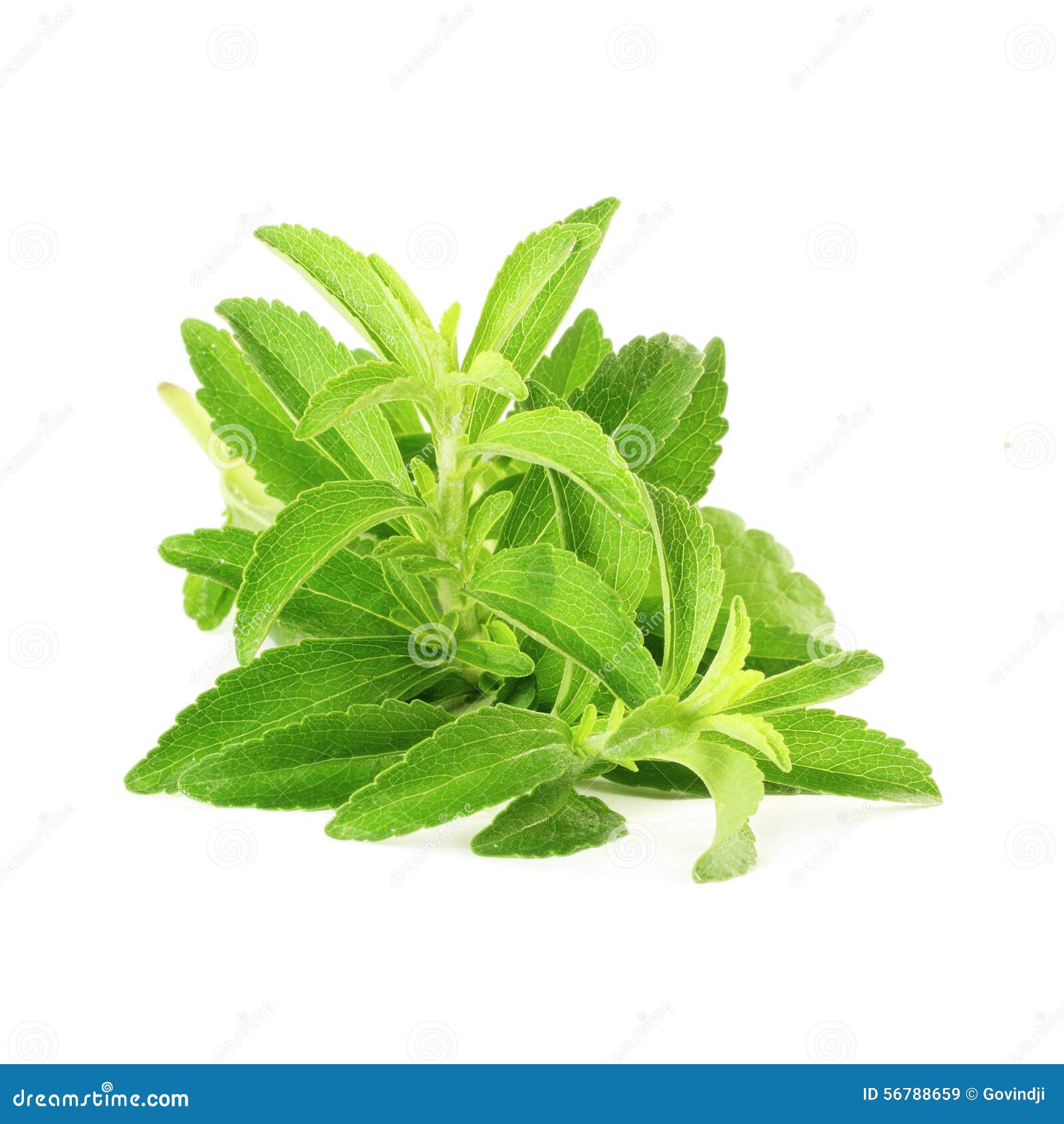 Stevia Sugar Substitute Herbs in Pure White Background Stock Image
