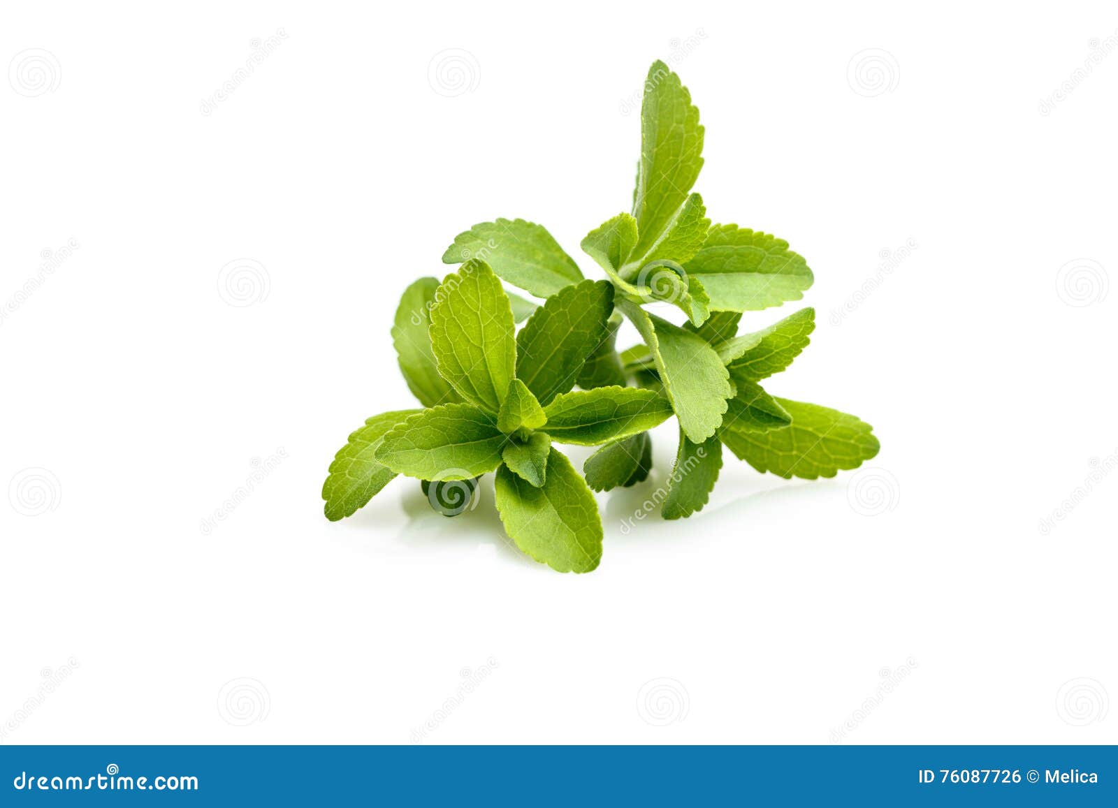stevia or sweet herb