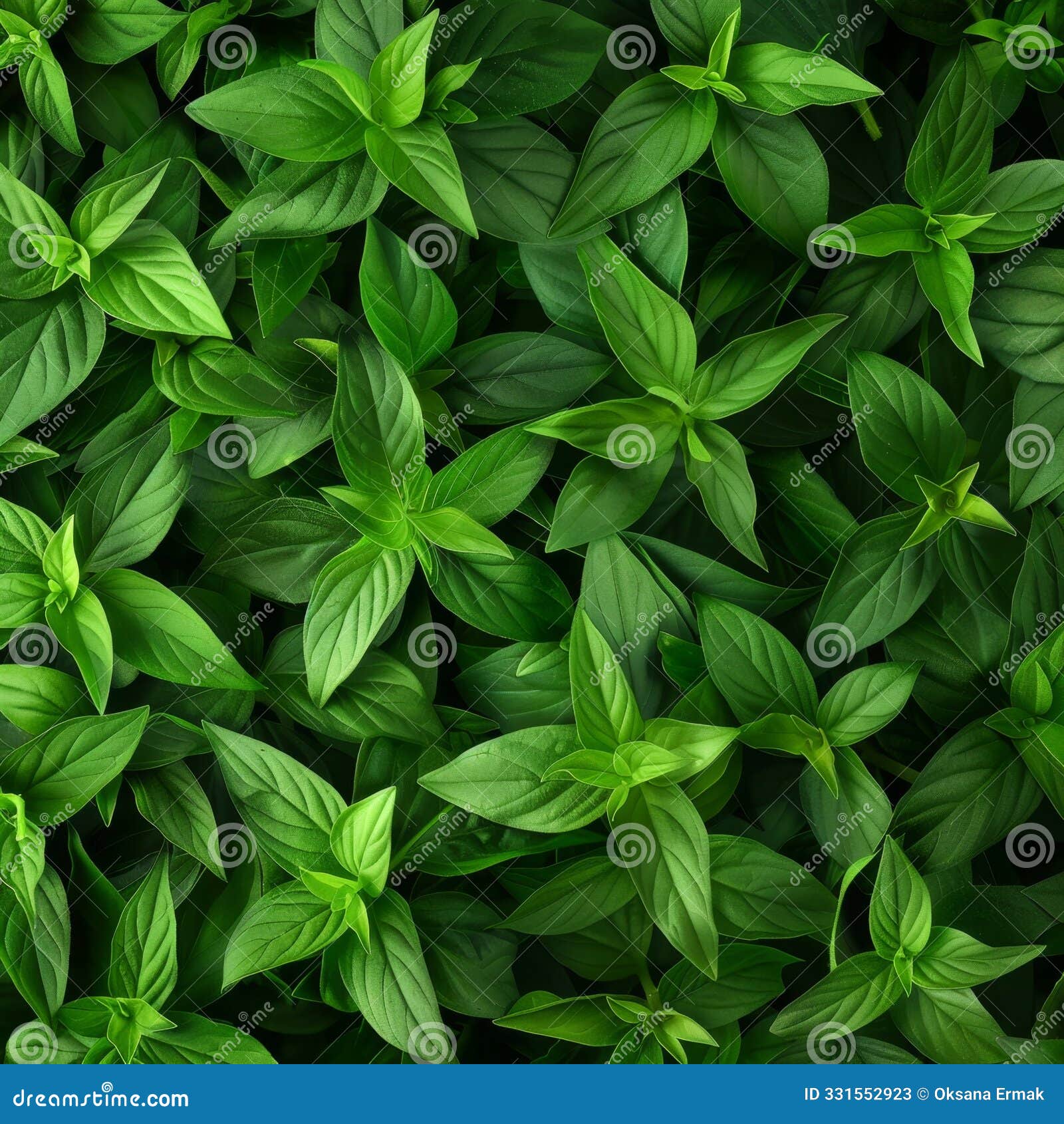 stevia texture background, sweet leaf pattern, stevia rebaudiana banner, sugar substitute mockup