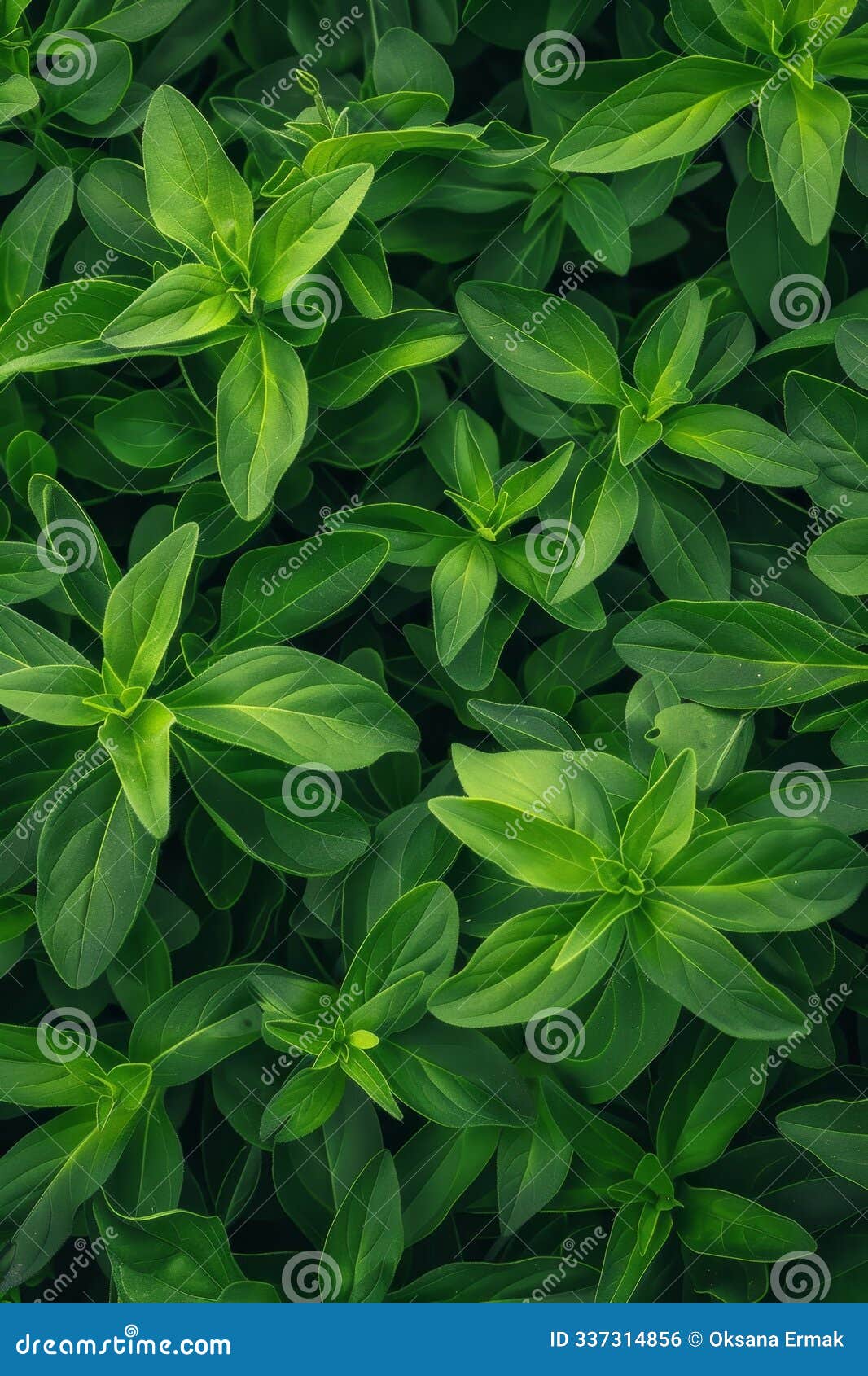 stevia texture background, sweet leaf pattern, stevia rebaudiana banner, sugar substitute mockup