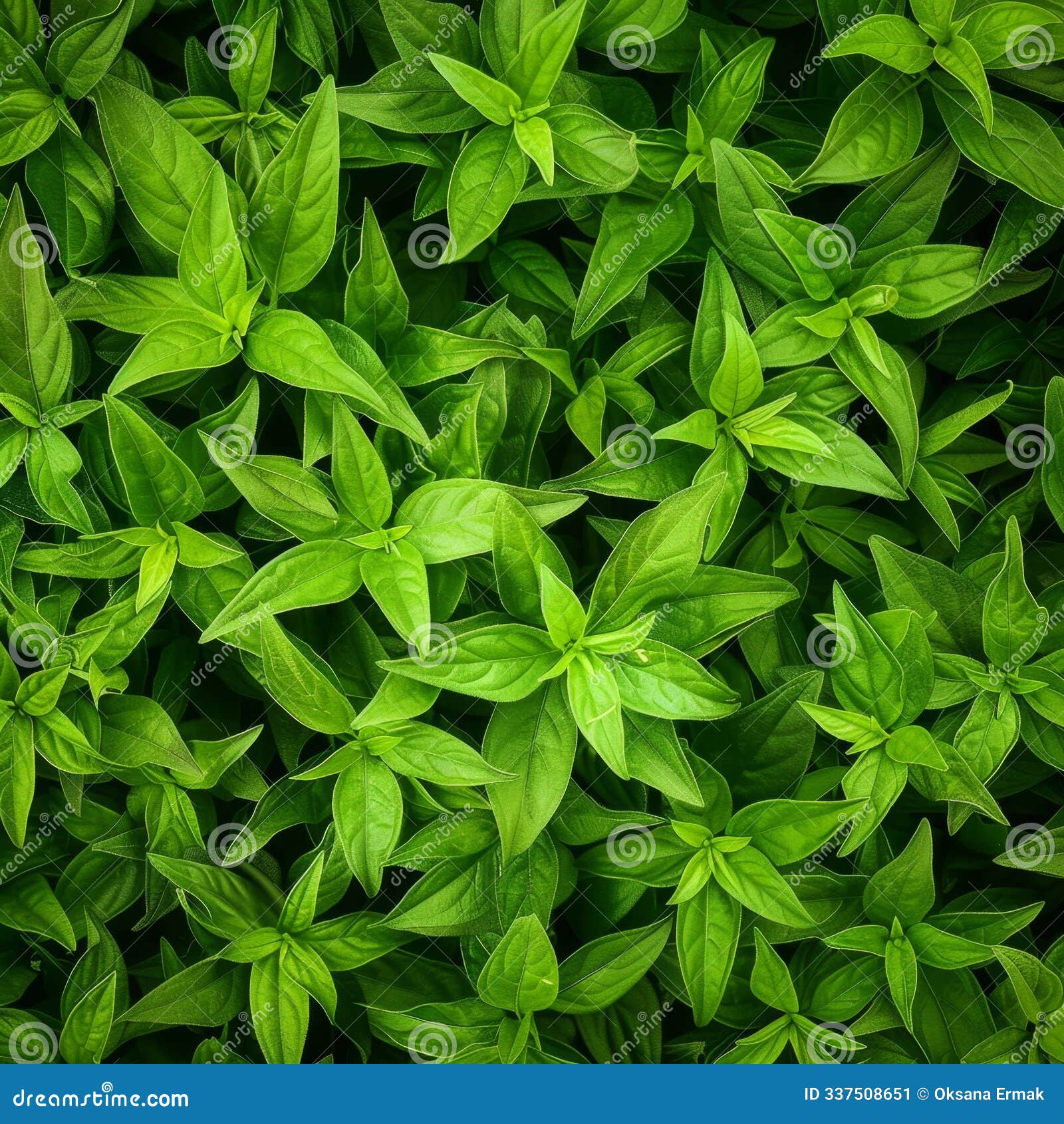 stevia texture background, sweet leaf pattern, stevia rebaudiana banner, sugar substitute mockup