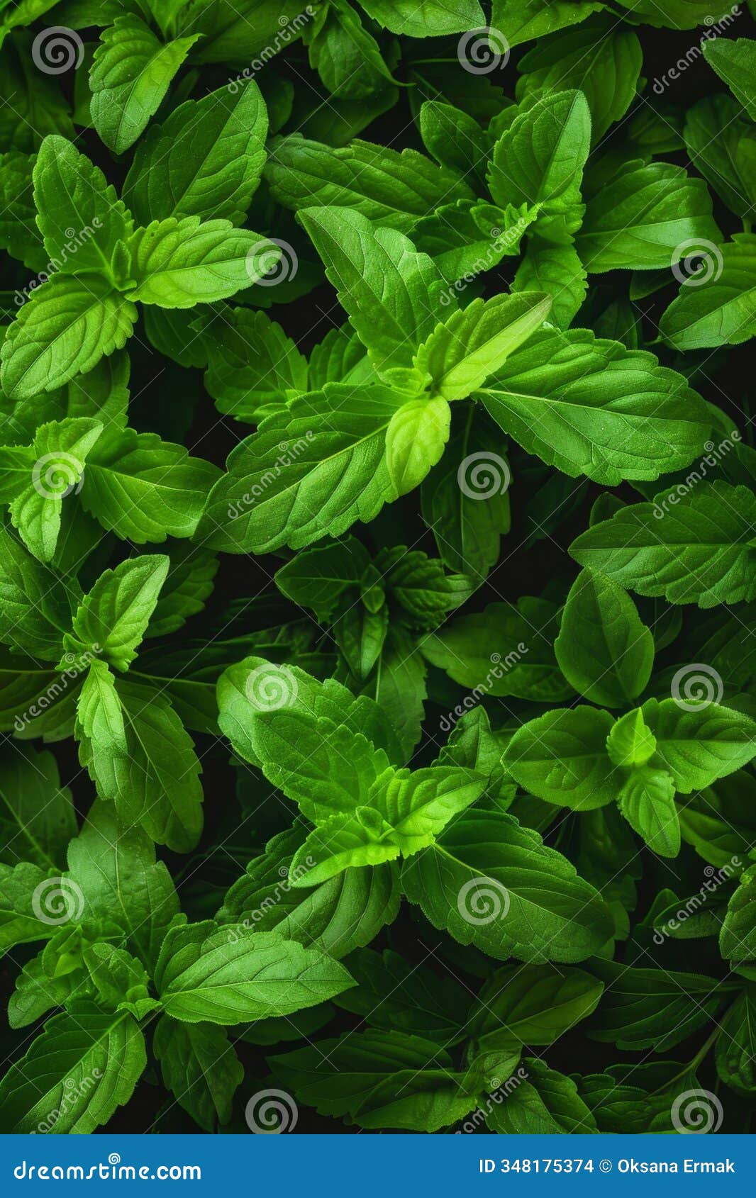 stevia texture background, sweet leaf pattern, stevia rebaudiana banner, sugar substitute mockup