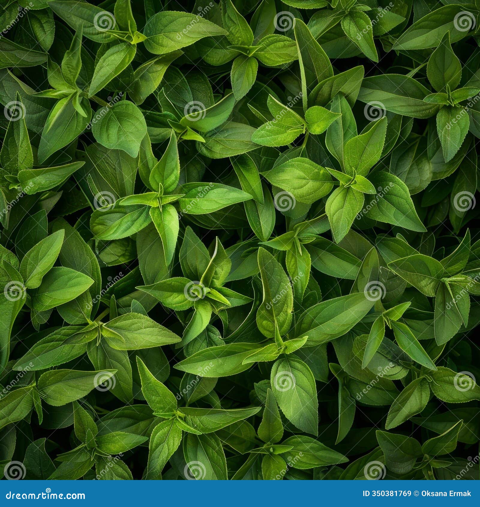 stevia texture background, sweet leaf pattern, stevia rebaudiana banner, sugar substitute mockup