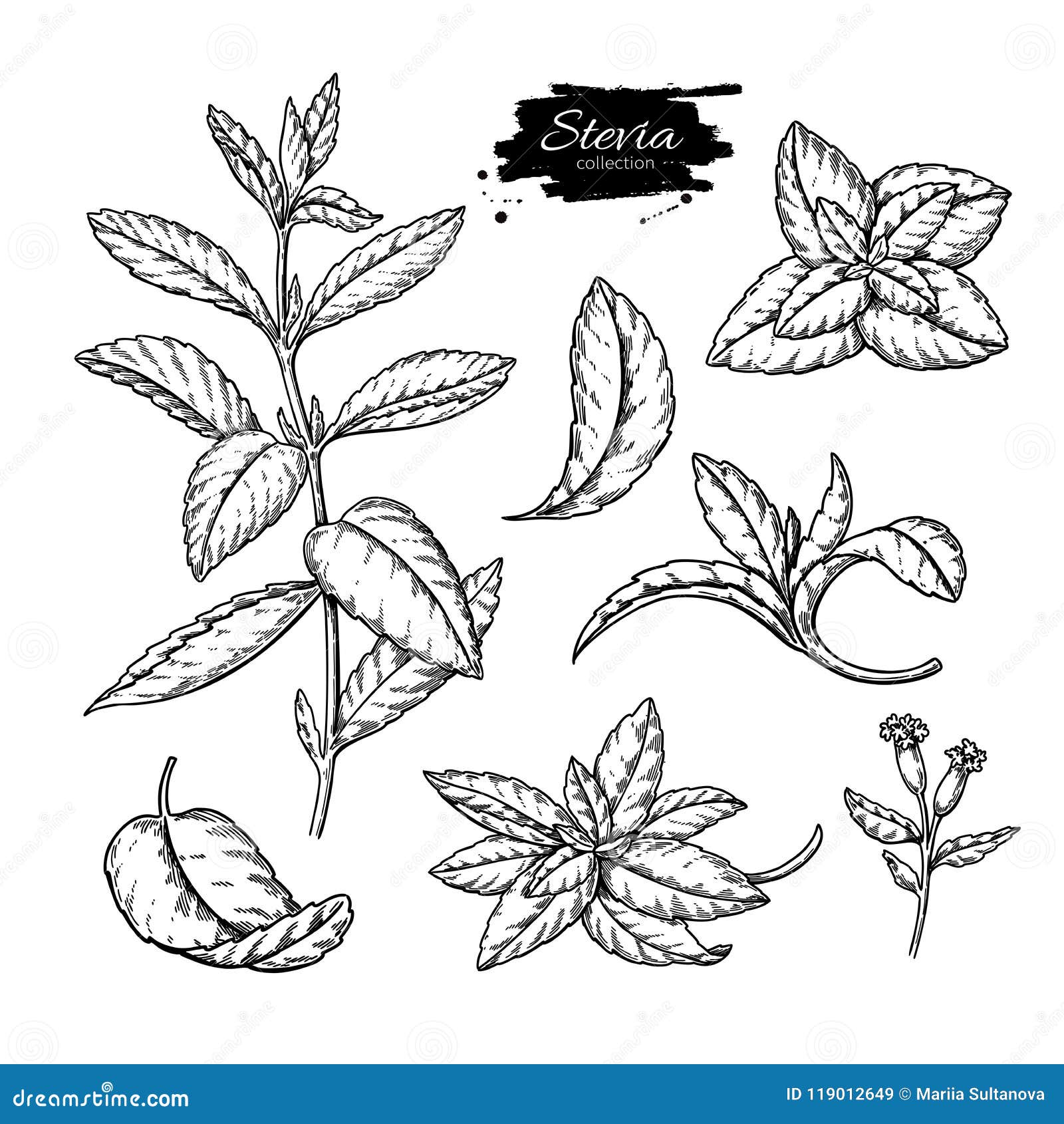 stevia  drawing. herbal sketch of sweetener sugar substitute. vintage engraved  of superfood.