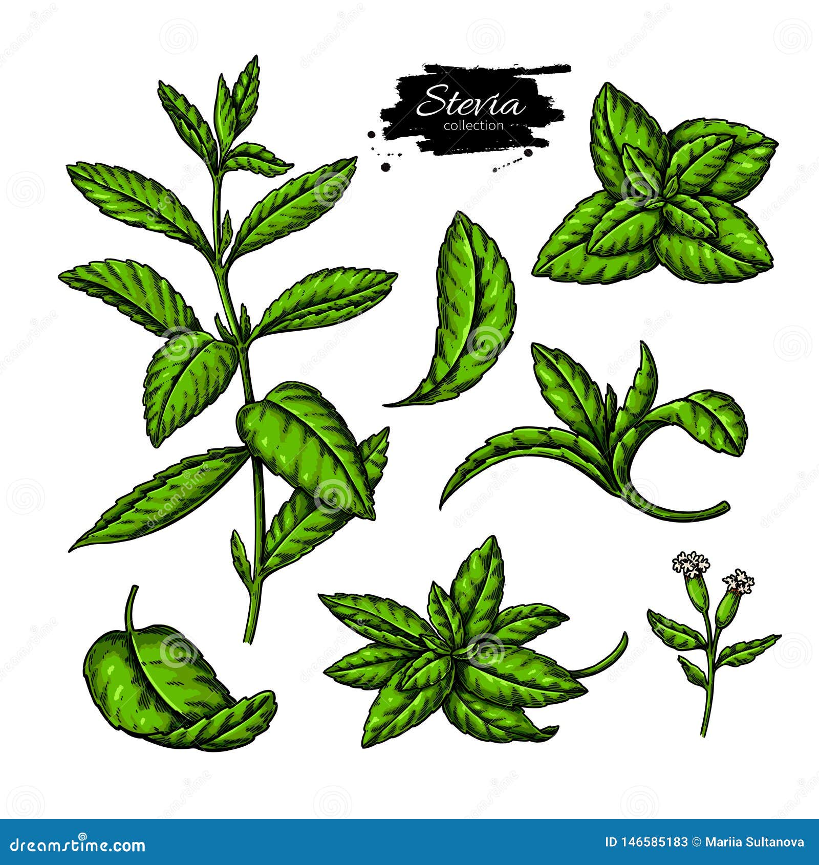 stevia   drawing. herbal sketch of sweetener sugar substitute
