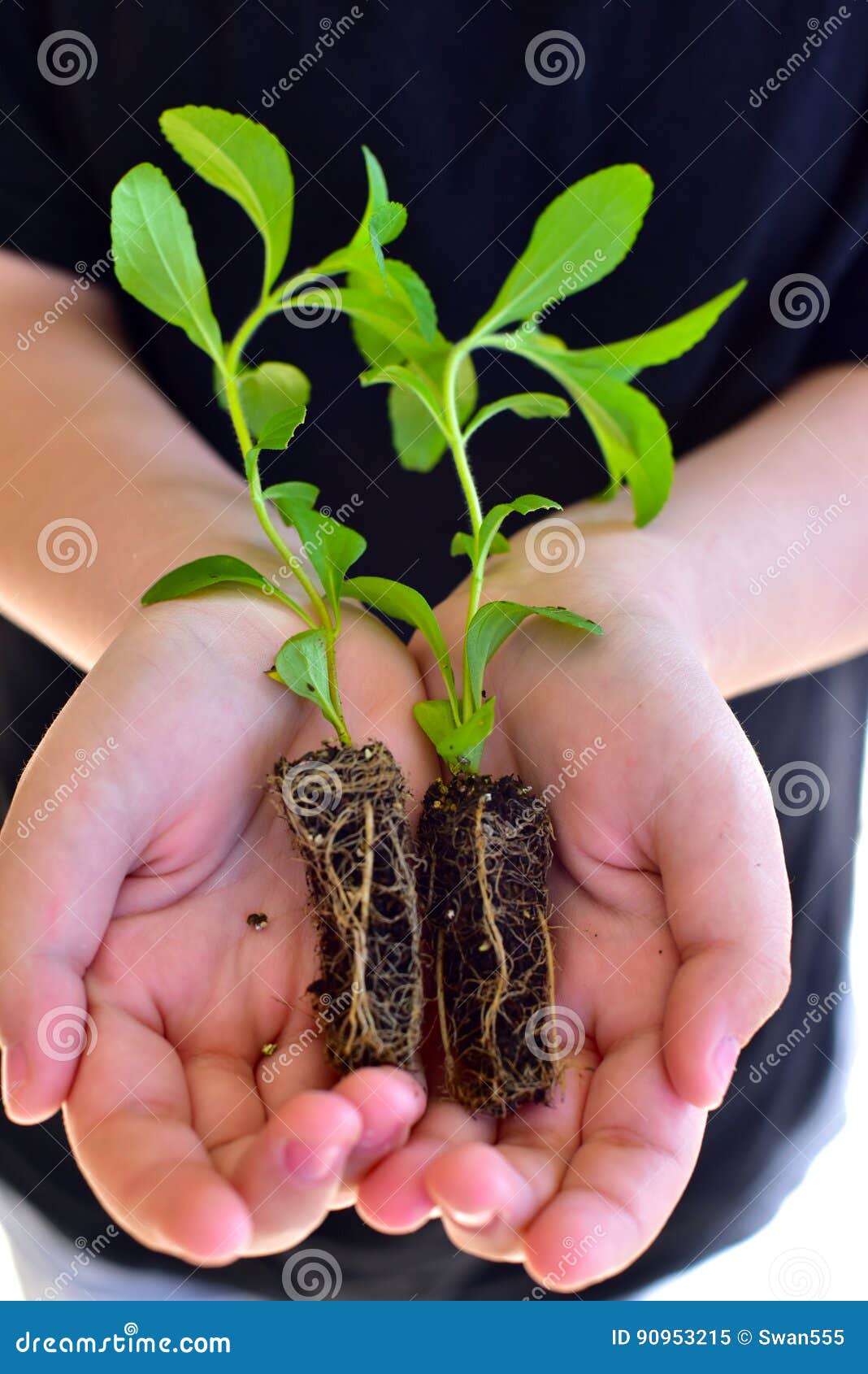 Stevia young seedling stock image. Image of leaves, grass 90953215