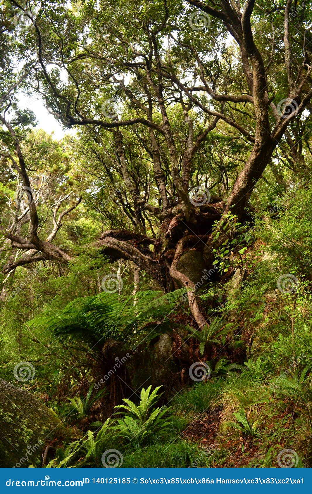 stewart island remoteness, tree on the walkway