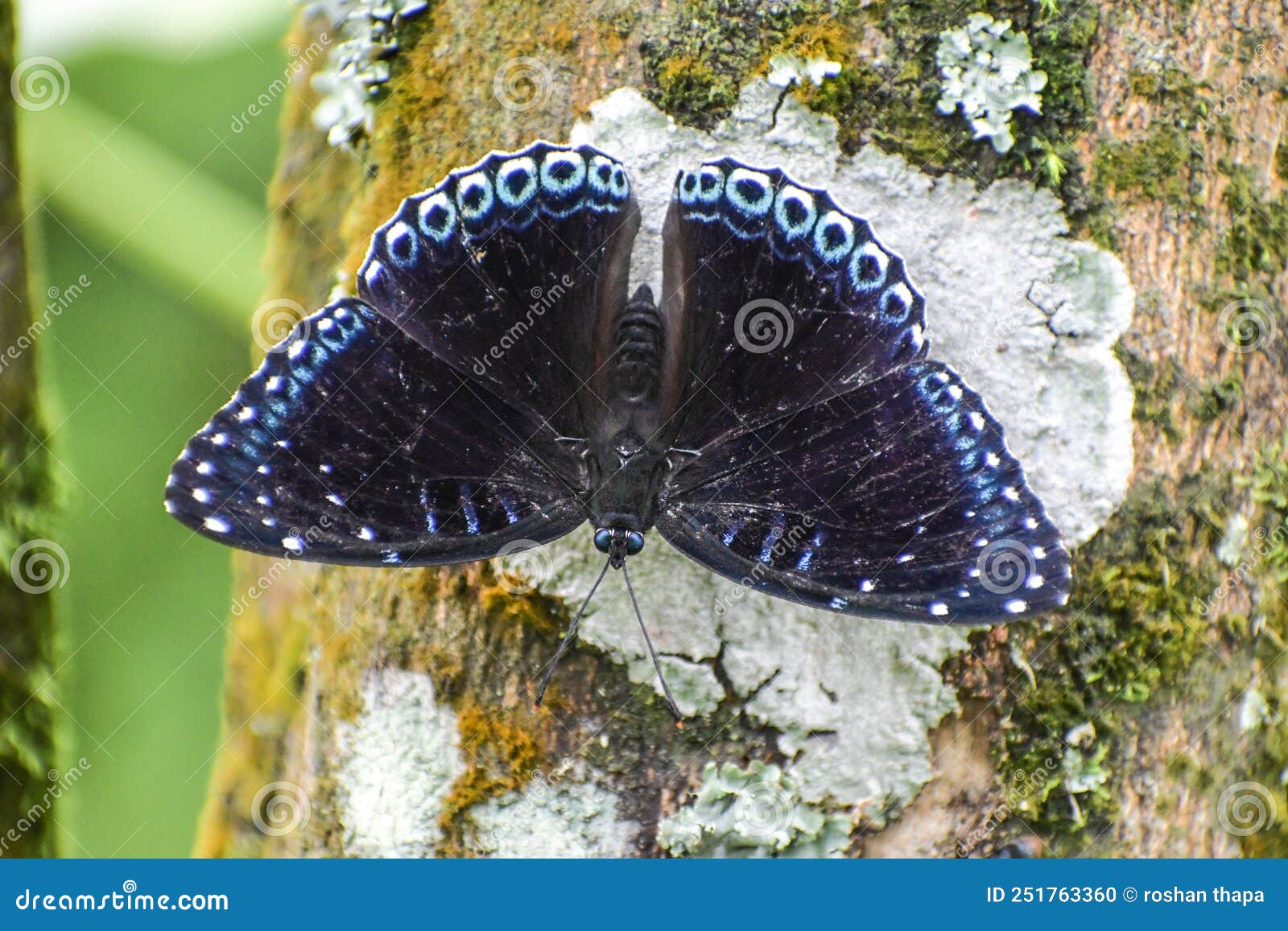 stibochiona nicea - popinjay butterfly