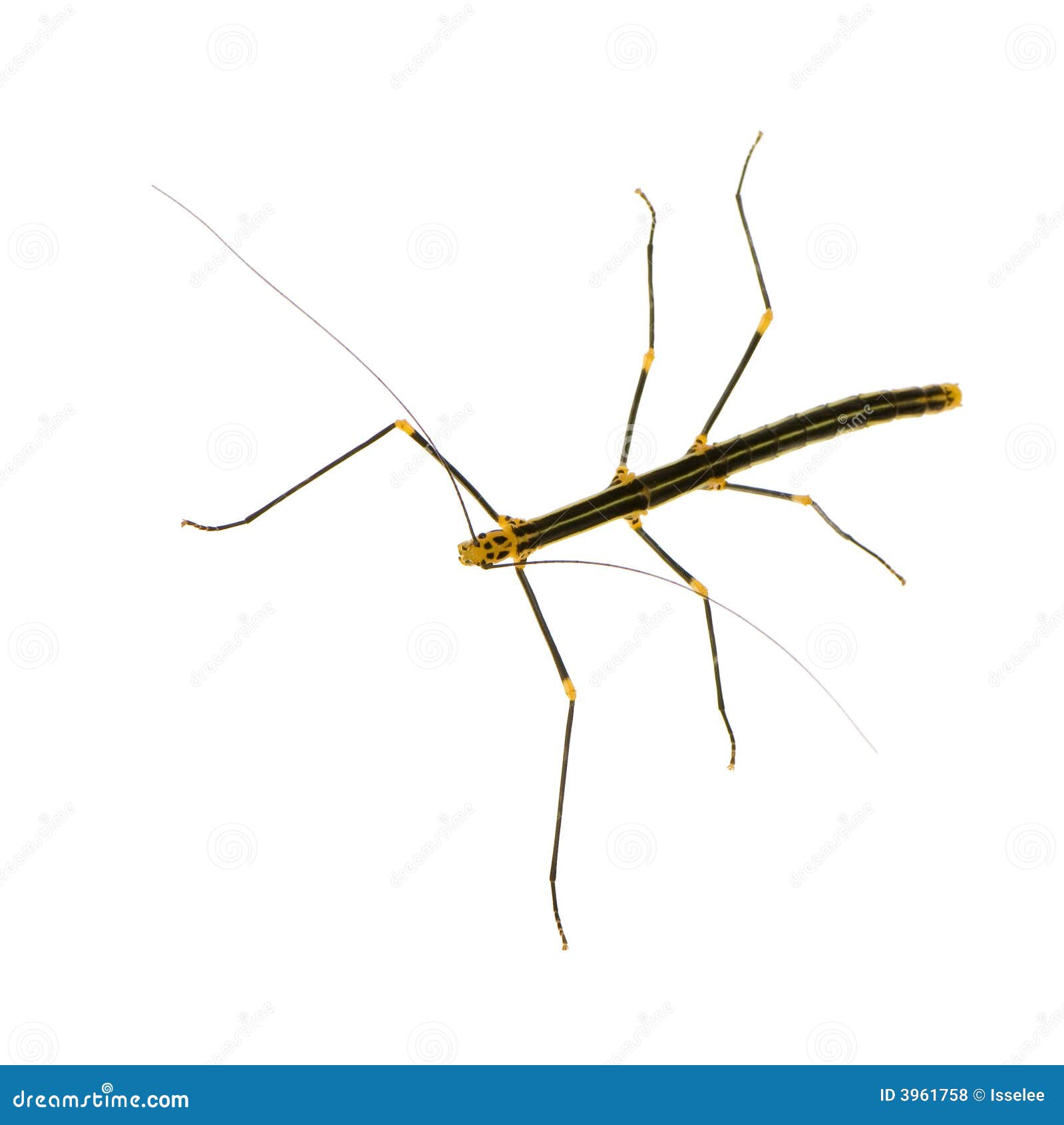 stick insect, phasmatodea - oreophoetes peruana