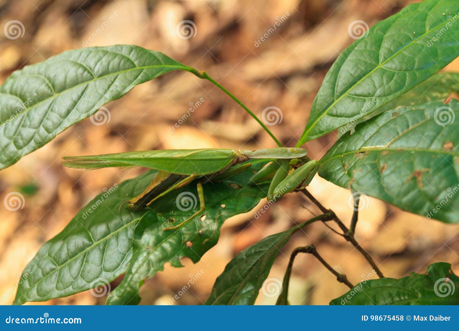 Stick Insect Seen On A Trekking Tour In Laos Stock Photo Image