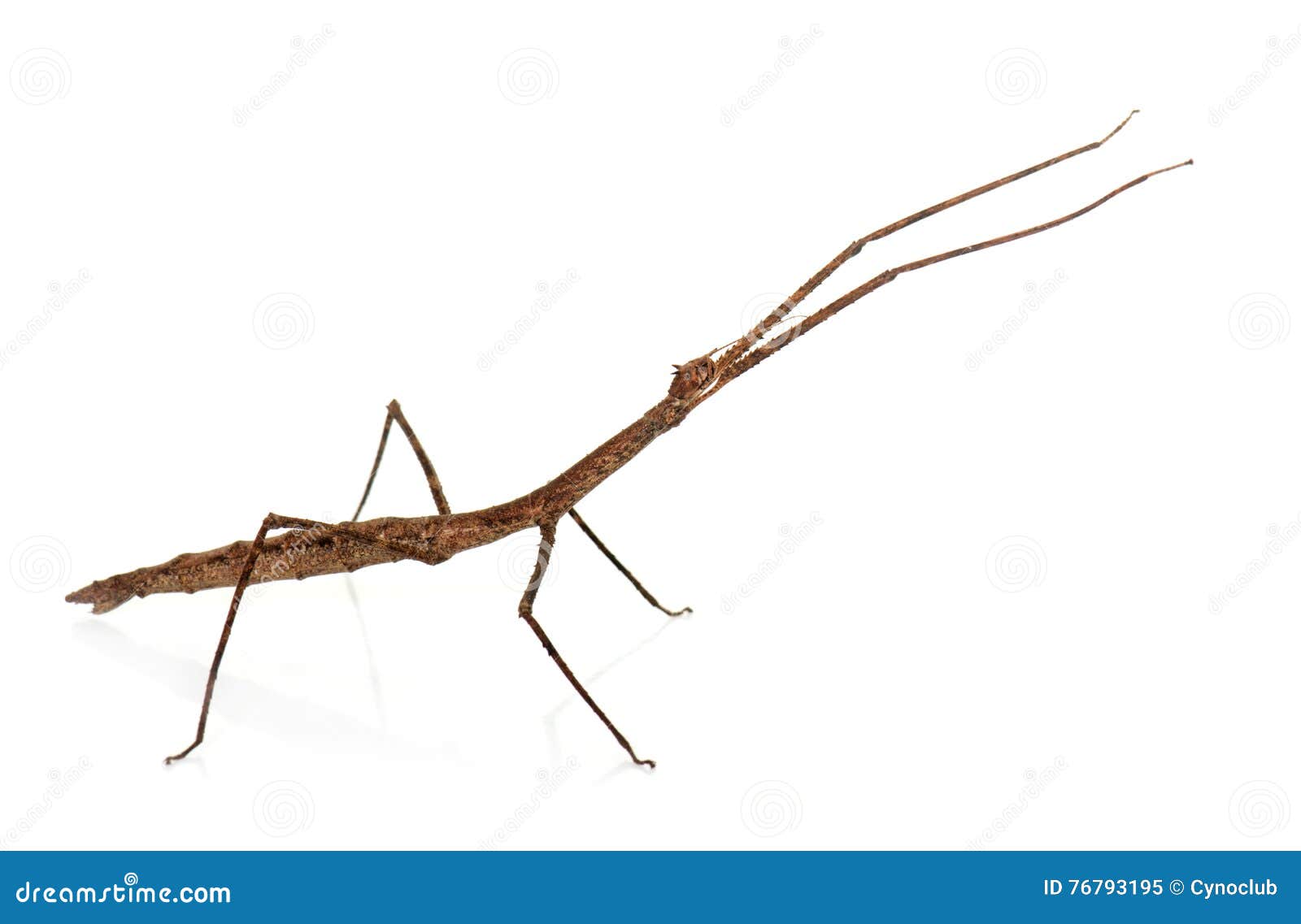 Stick insect in studio stock image. Image of carausius - 76793195