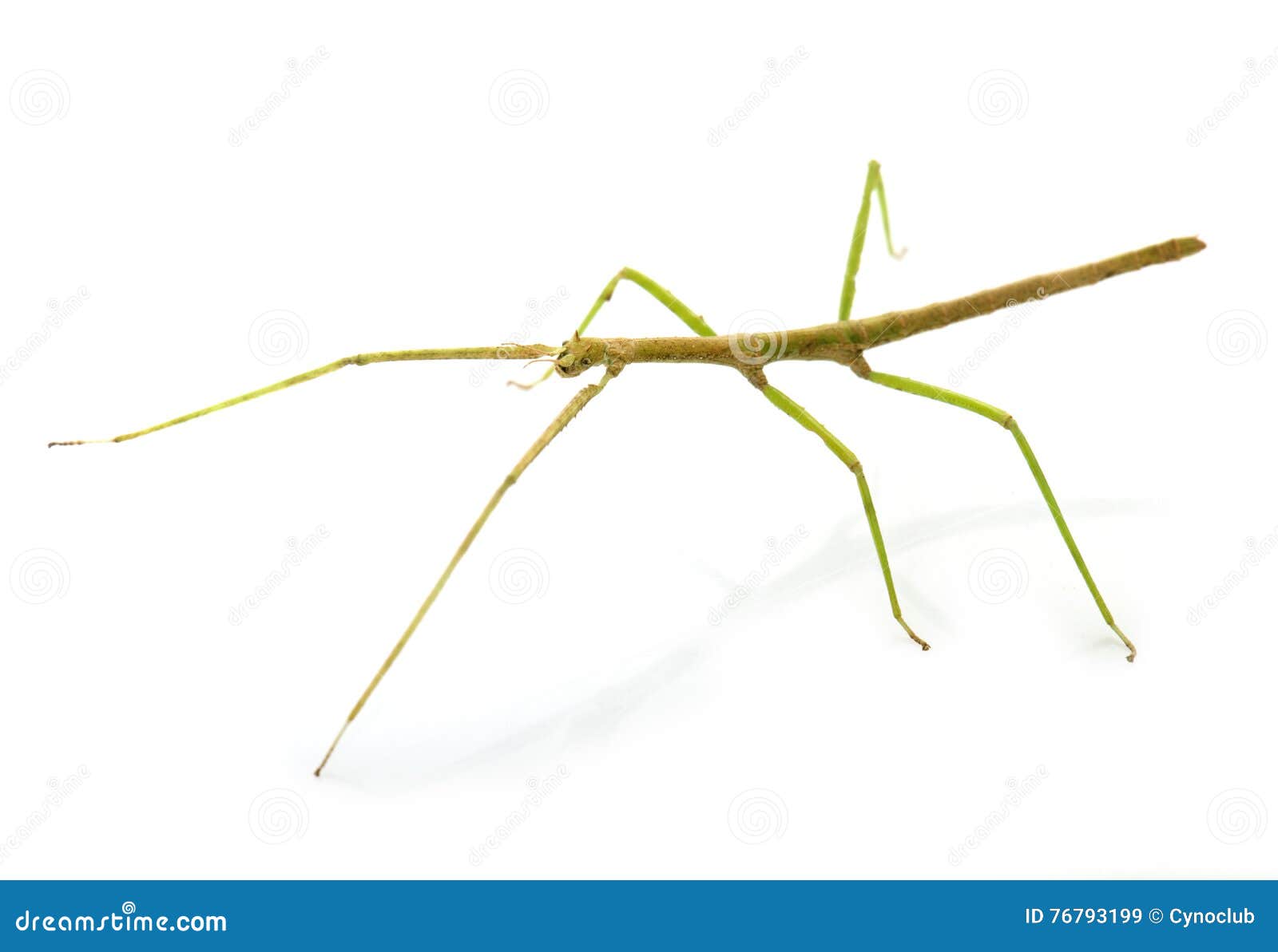 Stick insect in studio stock image. Image of morosus - 76793199