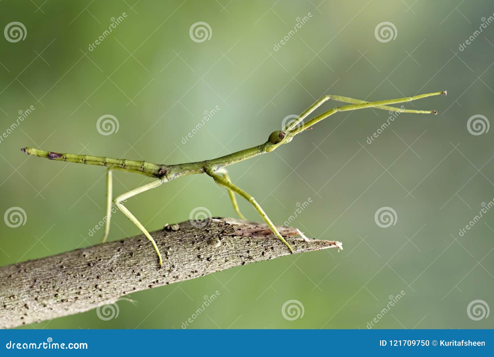 Indian Stick Insect Fotos De Stock, Imágenes De Indian