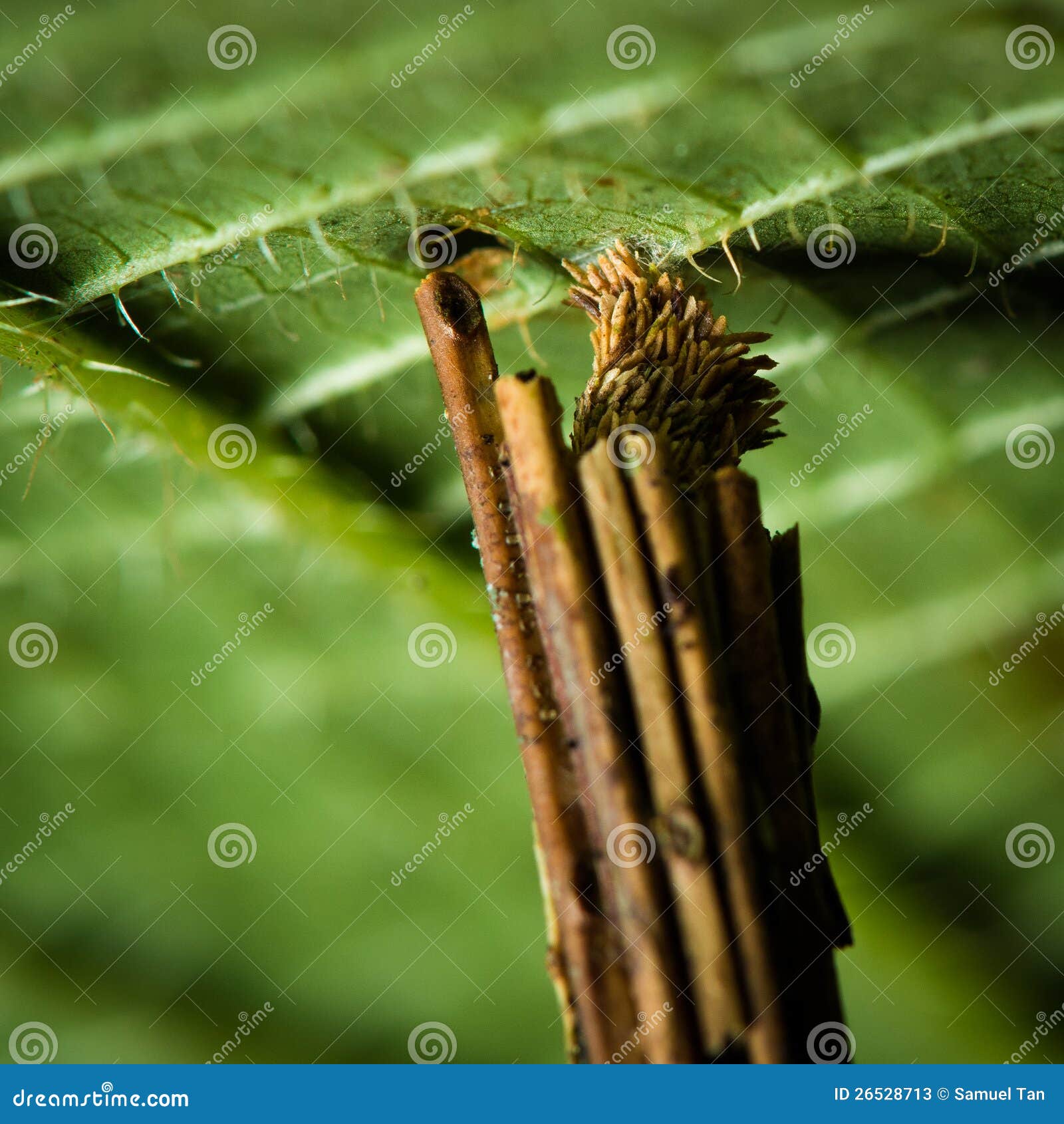 Stick Worm stock image. Image of hanging, stick, jungle - 26528713