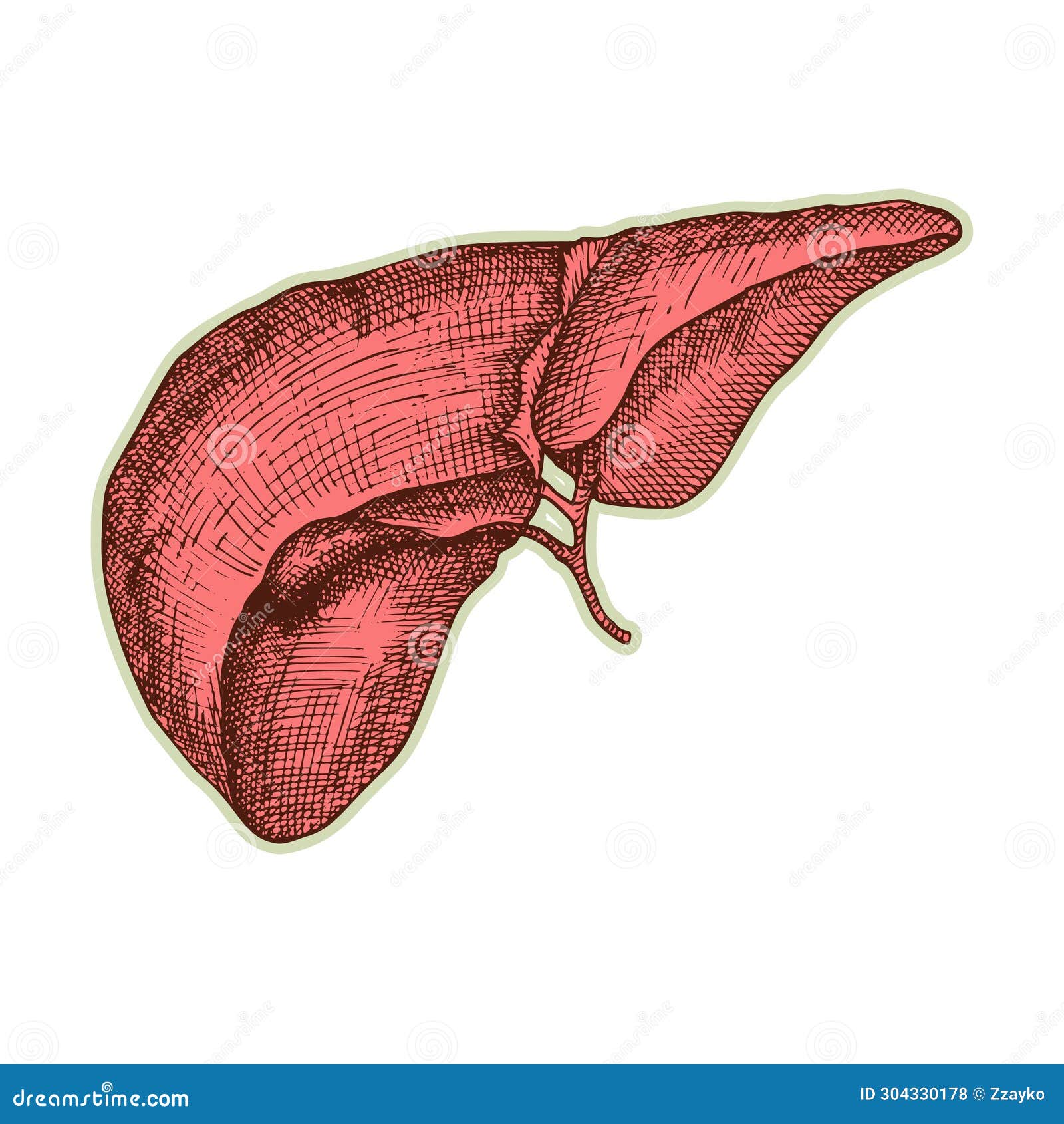 anatomy liver labeled clipart