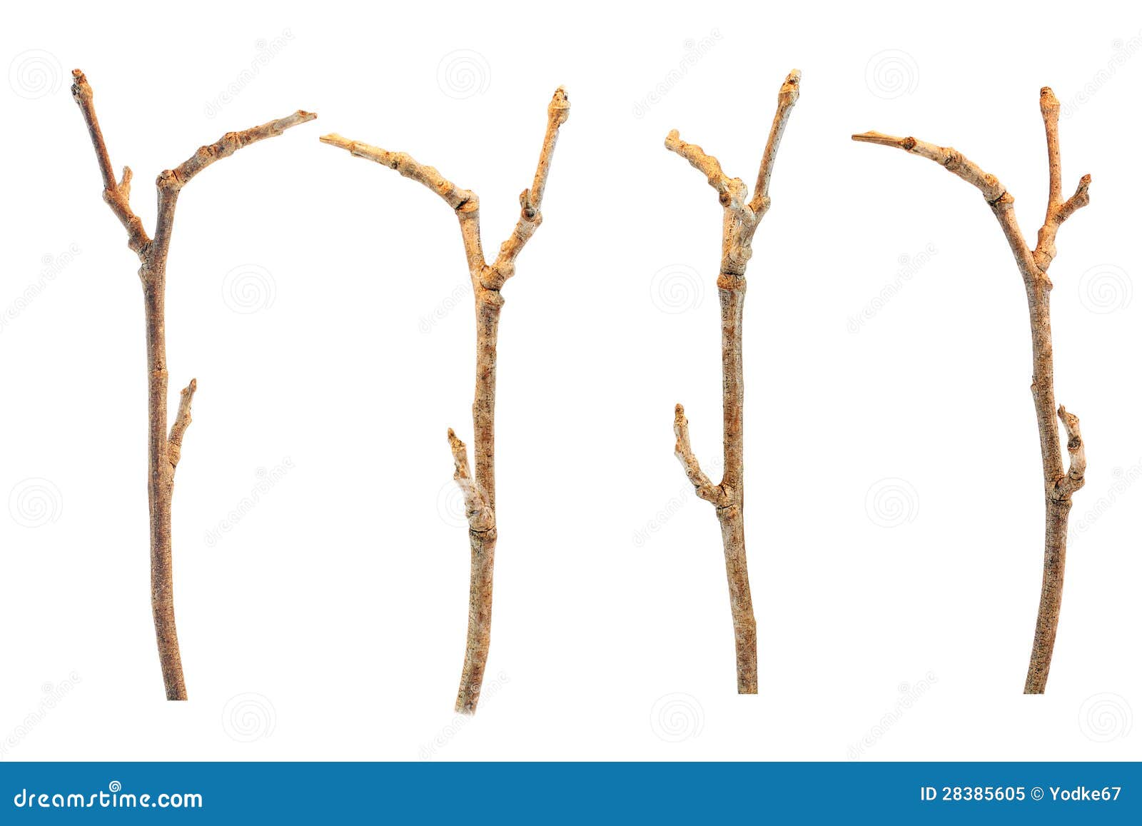 sticks and twigs