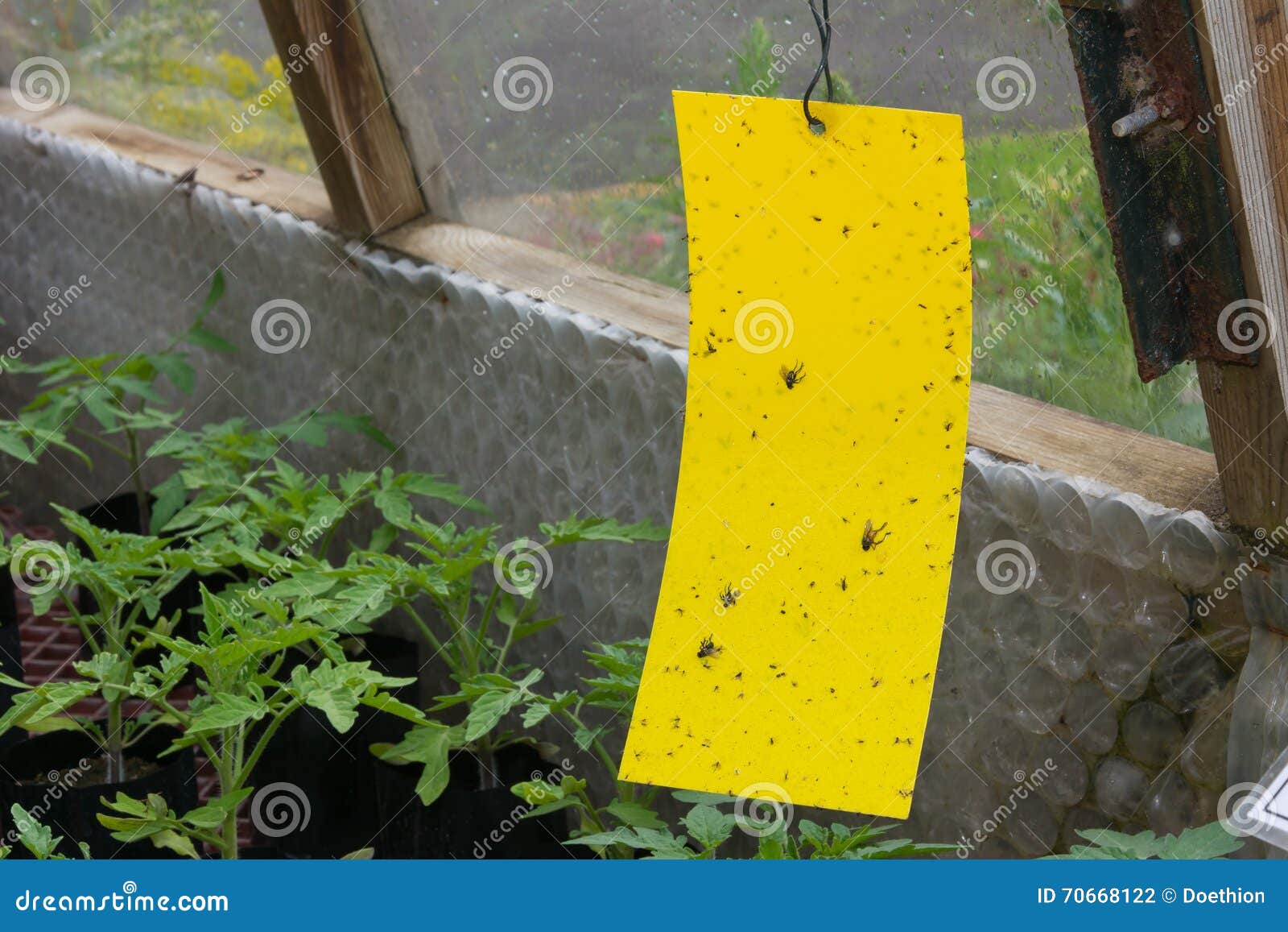 sticky fly trap inside a greenhouse