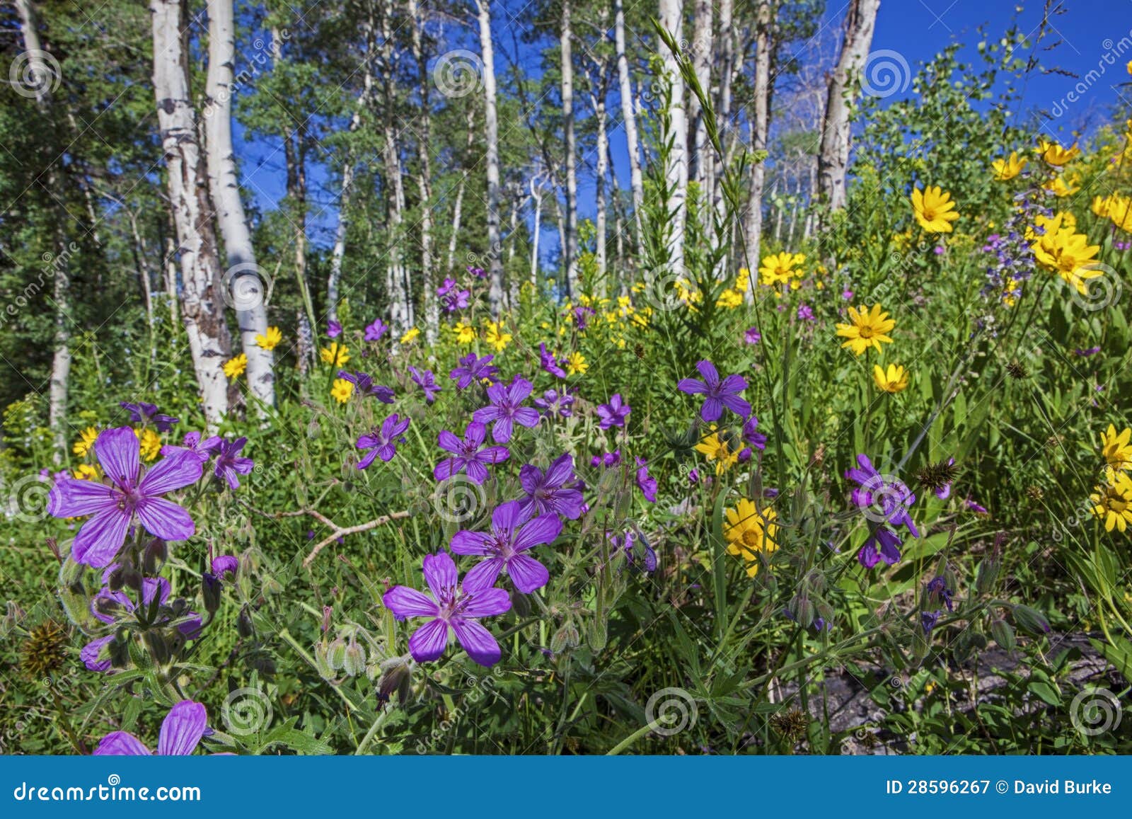 sticky geranium arnica aster flower blossom