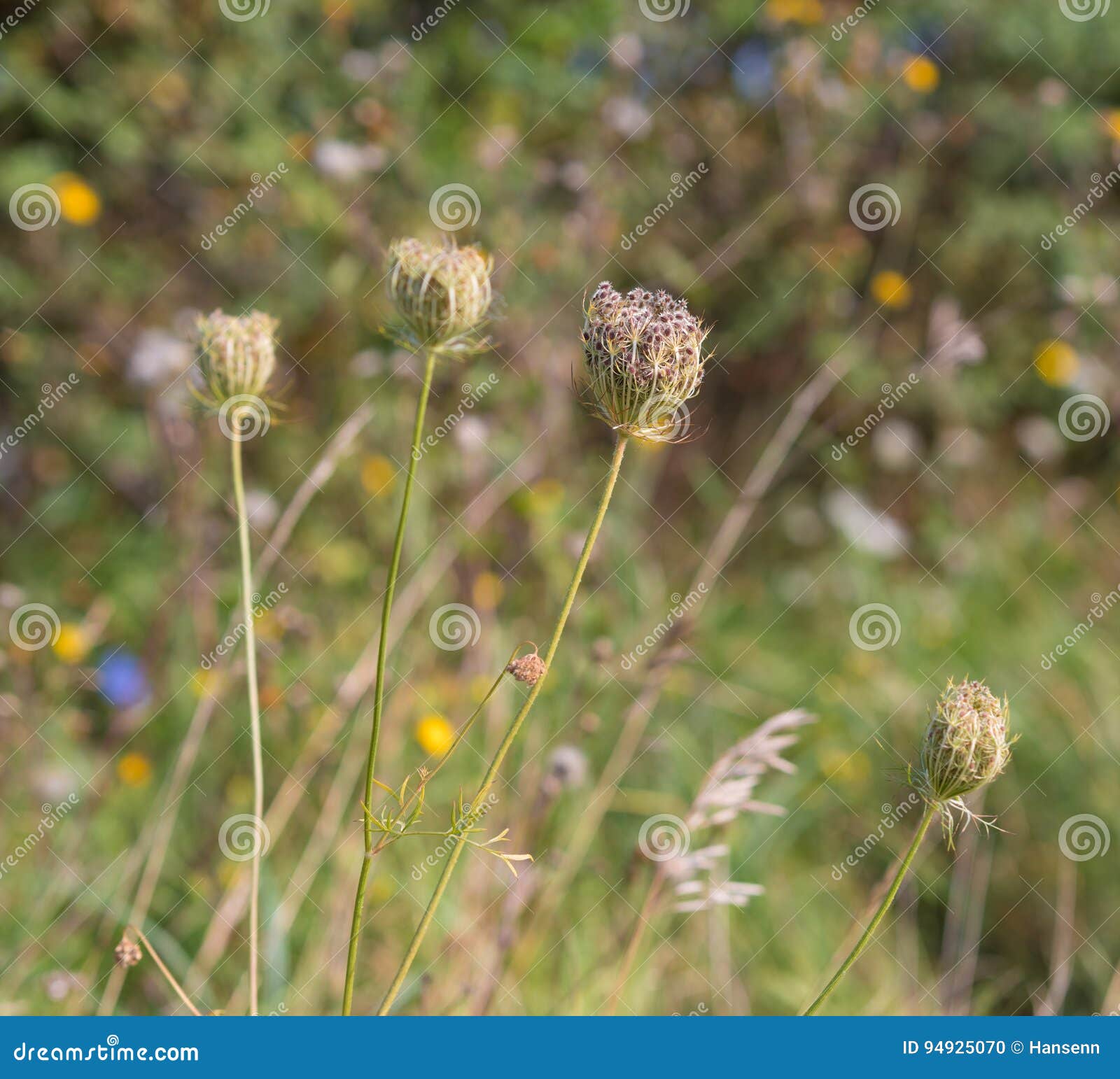 Sticky plant seeds stock photo. Image of flower, blown 94925070