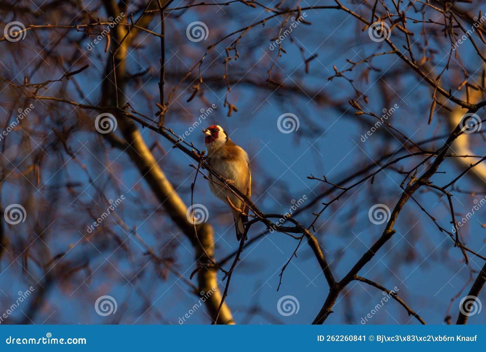 Stieglitz Futter Im Schnabel Imagen de archivo Imagen de grada